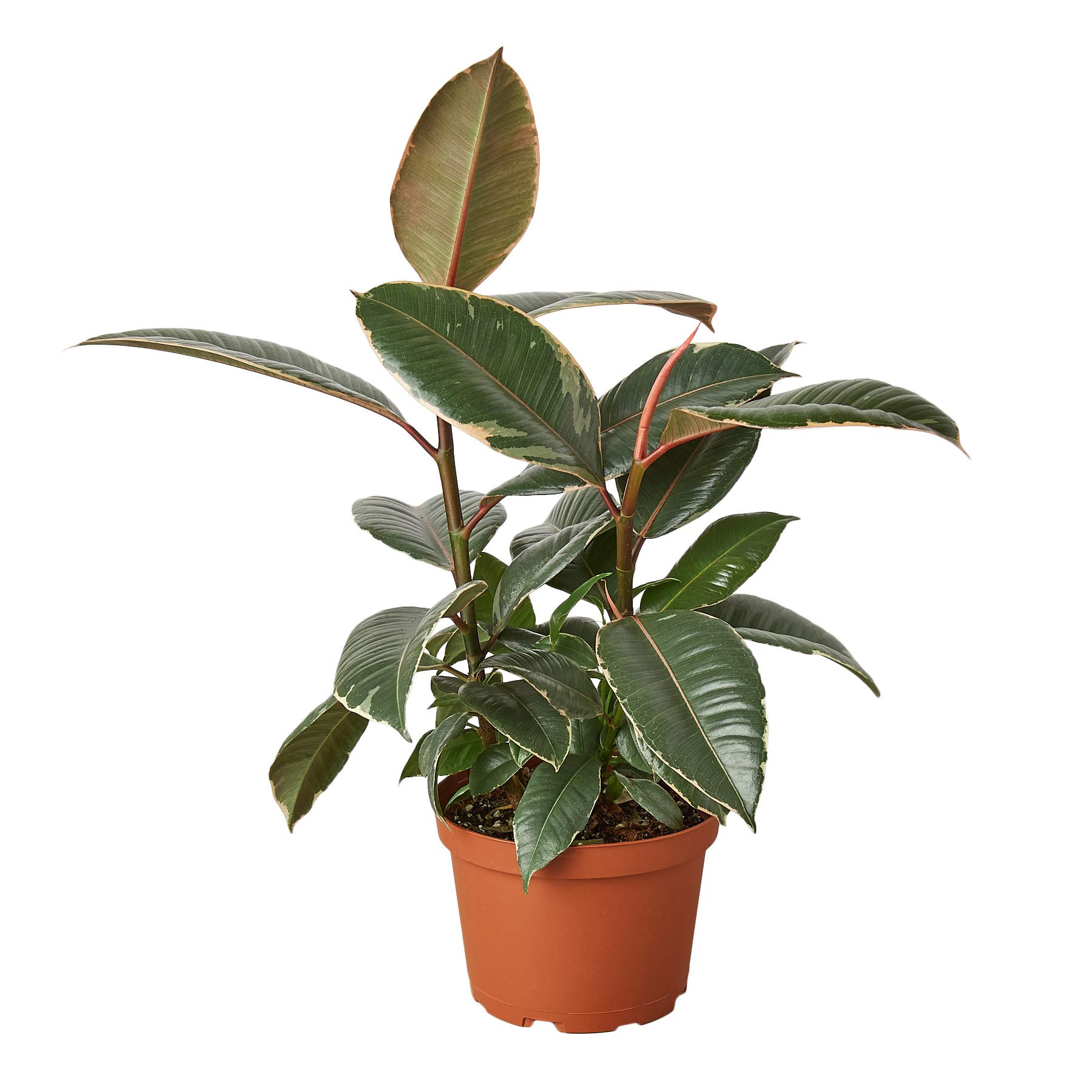 Ficus 'Tineke' Rubber Plant - 6 Inch Live Indoor Houseplant | Low Maintenance Easy Care House Plant | Natural Home Décor & Office Plant | Perfect Gift for Plant Lovers | Includes Free Care Guide | Ideal for Living Rooms, Bedrooms & Workspaces