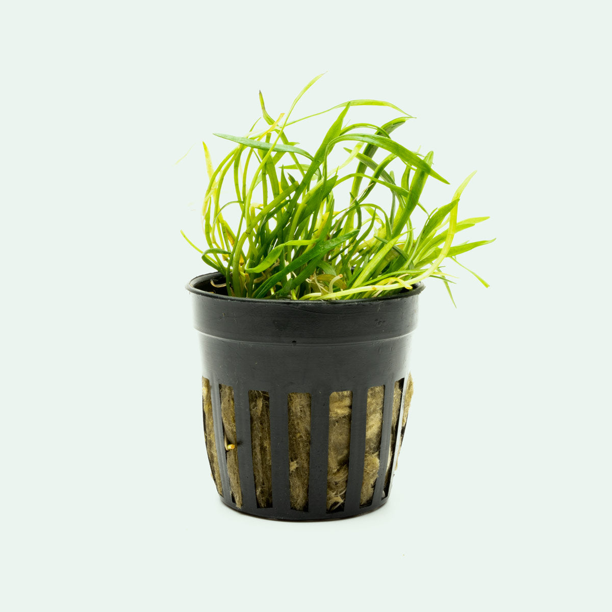 Lilaeopsis Novaezelandiae Aquatic Plant for Freshwater Aquariums - Perfect Carpeting Plant for Fish Tanks, Shrimp Tanks & Aquascaping