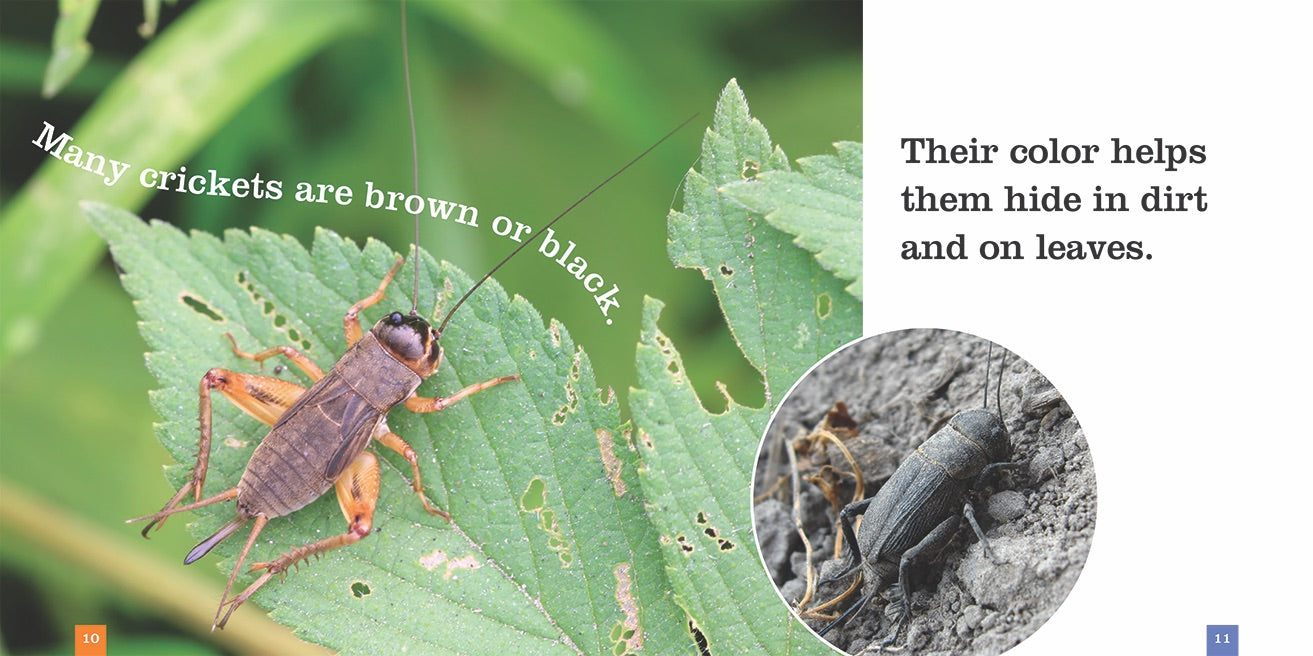 Live Crickets for Reptile Food - Bulk 978 1 60818 580 1 - Perfect for Feeding Lizards, Frogs, and Tarantulas