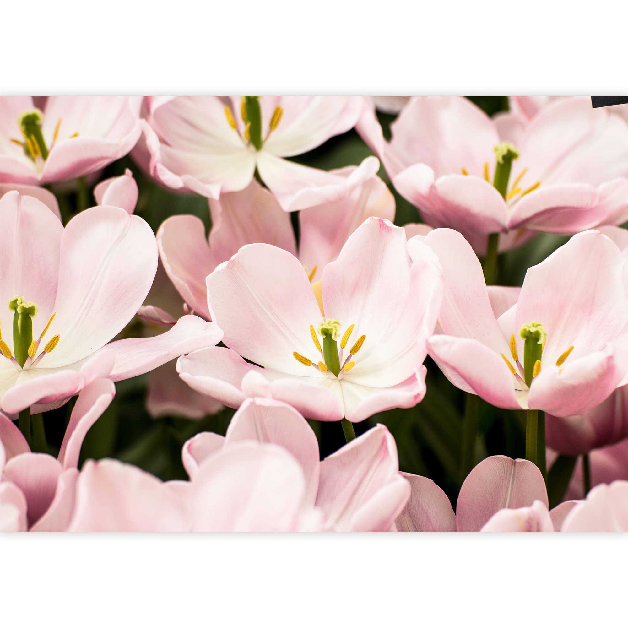 Vibrant Pink Daisy Flower Wall Mural - Removable Peel & Stick Wall Decal for Living Room, Bedroom, Office - 66