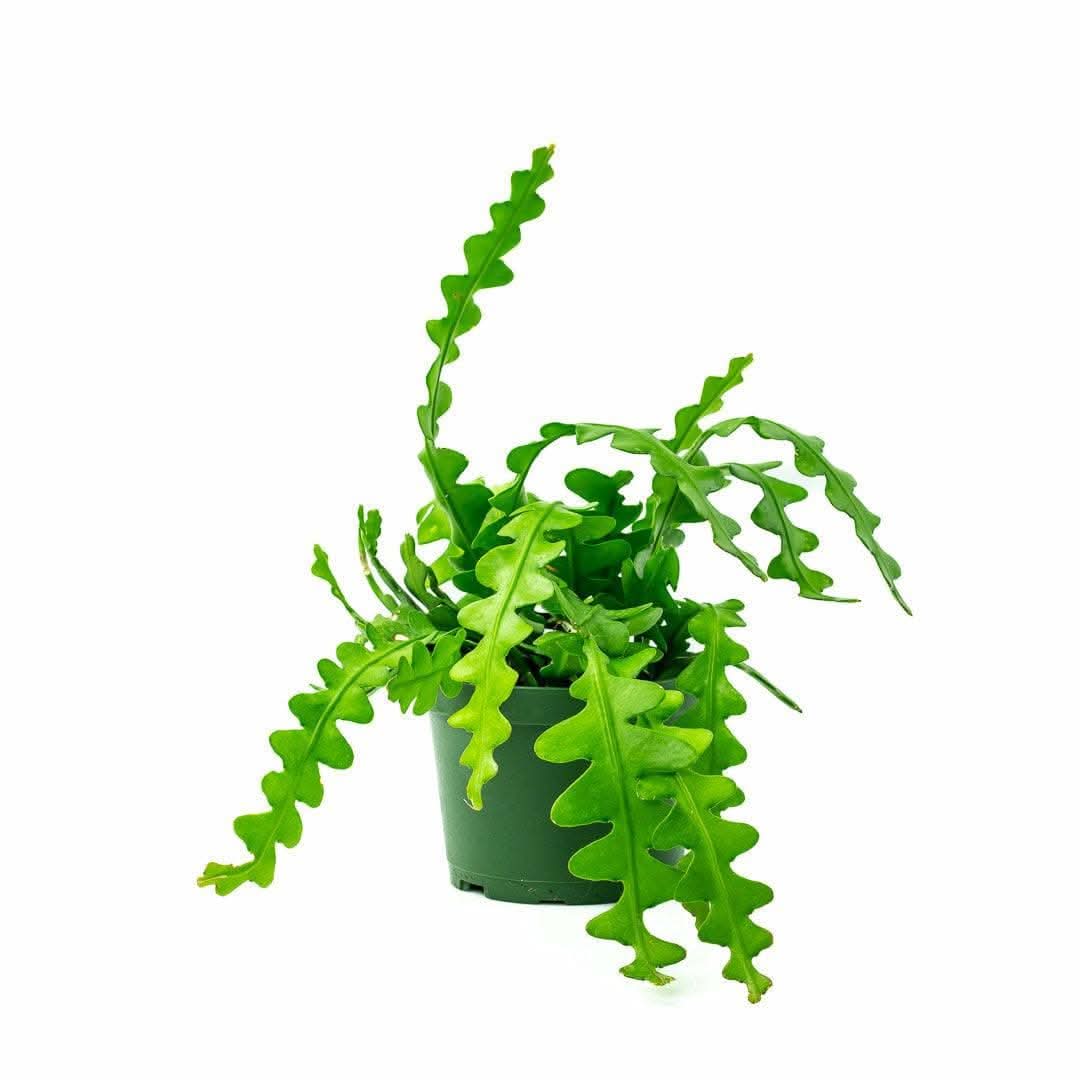 Zig Zag Cactus Plant - Unique Indoor Succulent for Home & Office Decor | Perfect for Desktops, Shelves, and Gift Ideas