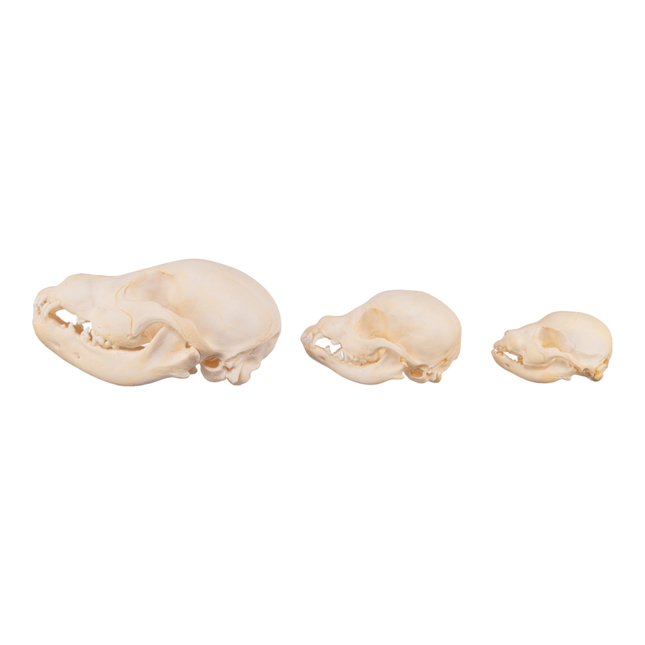 Authentic Domestic Dog Skull Replica - Single Puppy Skull for Veterinary Study, Halloween Decor & Educational Display