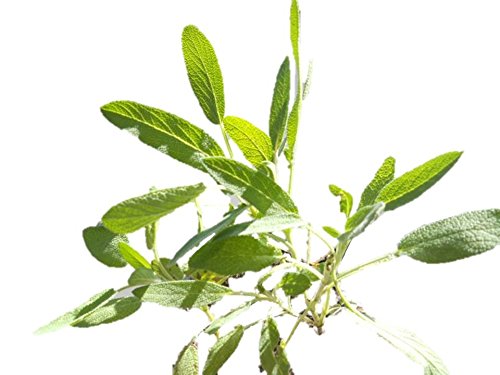 Organic Broadleaf Sage Herb Seeds - 400 Count - Non-GMO, Easy to Grow, Culinary & Medicinal Uses - Free Shipping USA - Perfect for Cooking, Tea, and Home Gardens
