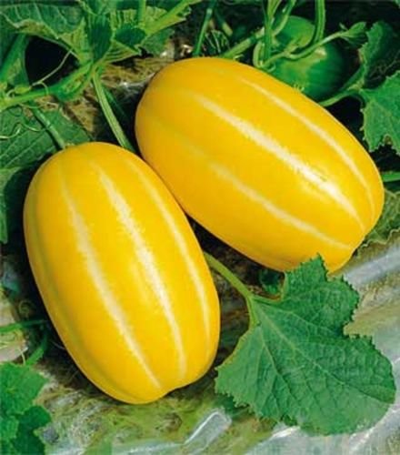 25X Rare Korean Golden Musk Melon Seeds - Sweet & Juicy Fruit for Home Garden, Fresh Eating & Healthy Snacks