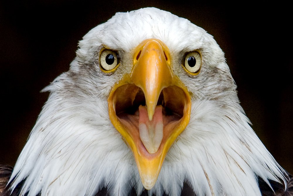 Lantern Press Bald Eagle Face - 16x24 Wrapped Canvas Wall Art, American Wildlife Decor for Living Room, Bedroom & Office