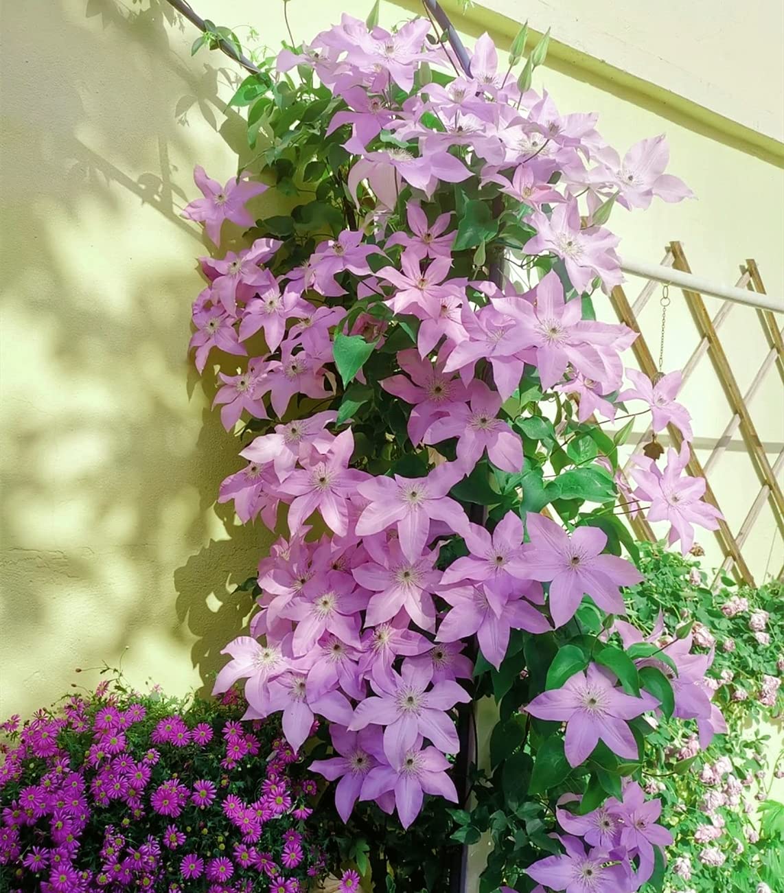 Henryi Clematis Vine Tubers - Perennial Flowering Plant for Year-Round Planting | 2 Clematis Bulbs Ready to Grow in Pots | Perfect for Garden Trellis, Patio Decor & Gift Giving