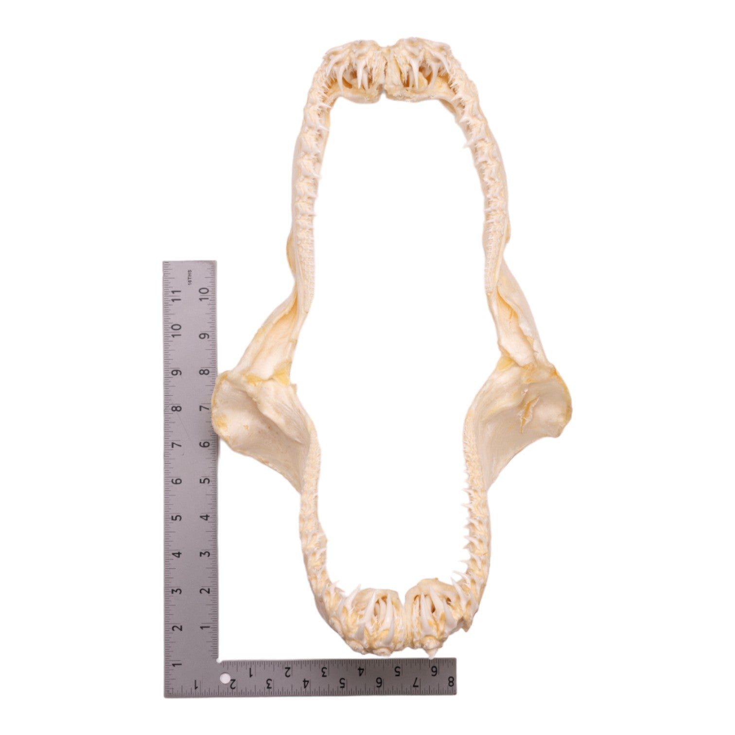 Authentic Smalltooth Sand Tiger Shark Jaw - 9.4