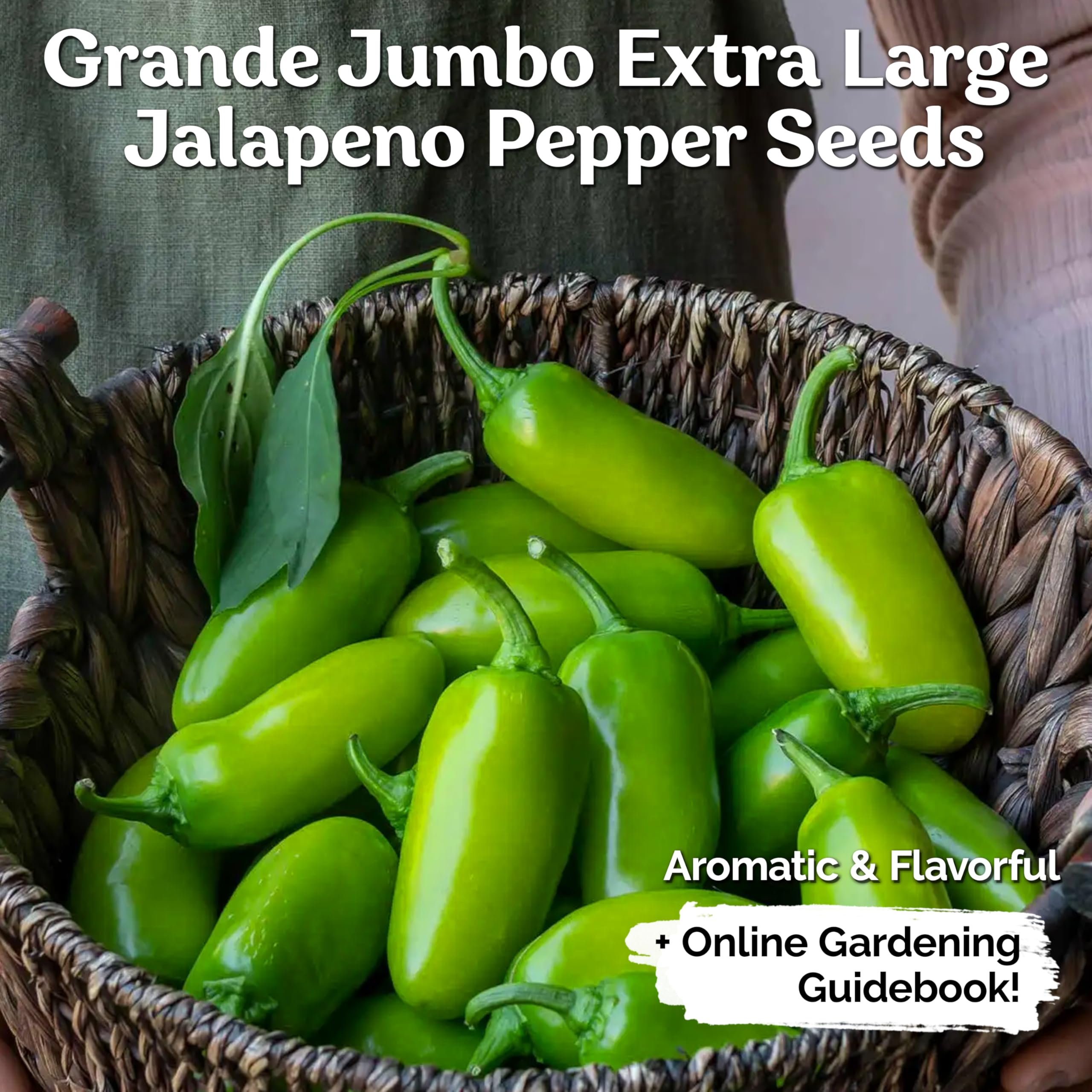 KVITER 100 Large Jumbo Jalapeno Seeds for Planting (Capsicum Annuum) – Heirloom Stuffer Pepper Seeds, Extra Large Hot Jalapeno Peppers – Vegetable Seeds for Indoor & Outdoor Gardening – Perfect for Salsa, Stuffing, and Mexican Cuisine
