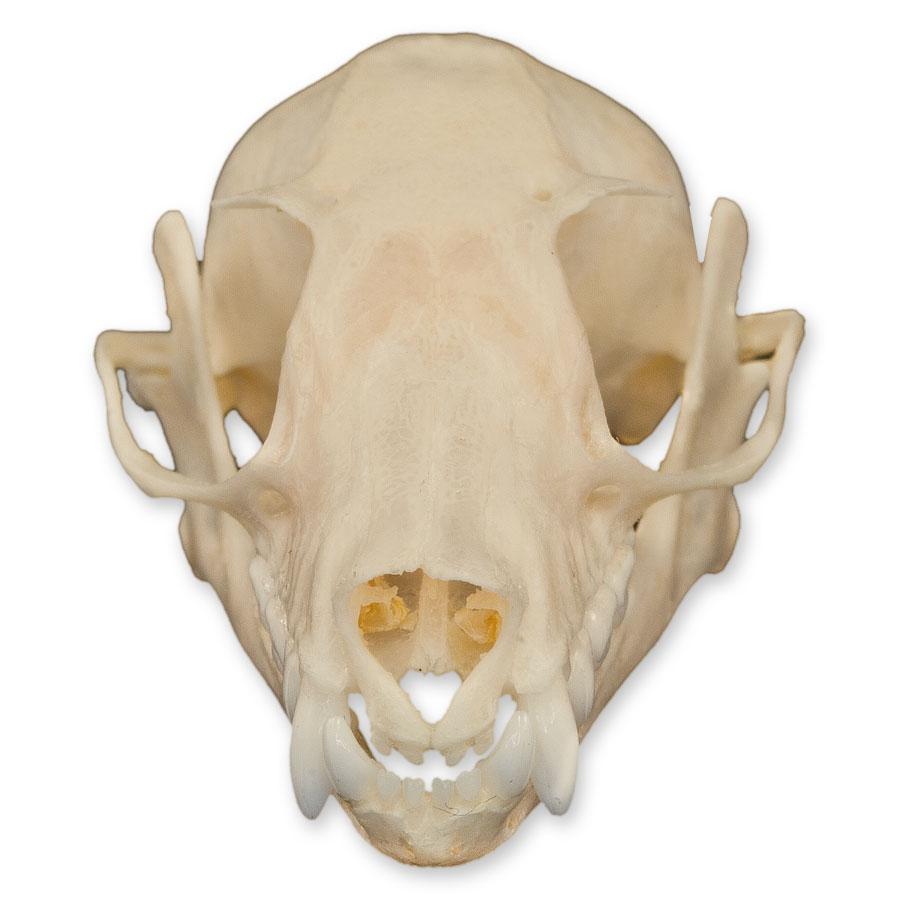 Authentic Leschenault's Rousette Fruit Bat Skull Specimen - Rare Collectible for Science Education, Gothic Decor & Halloween Display
