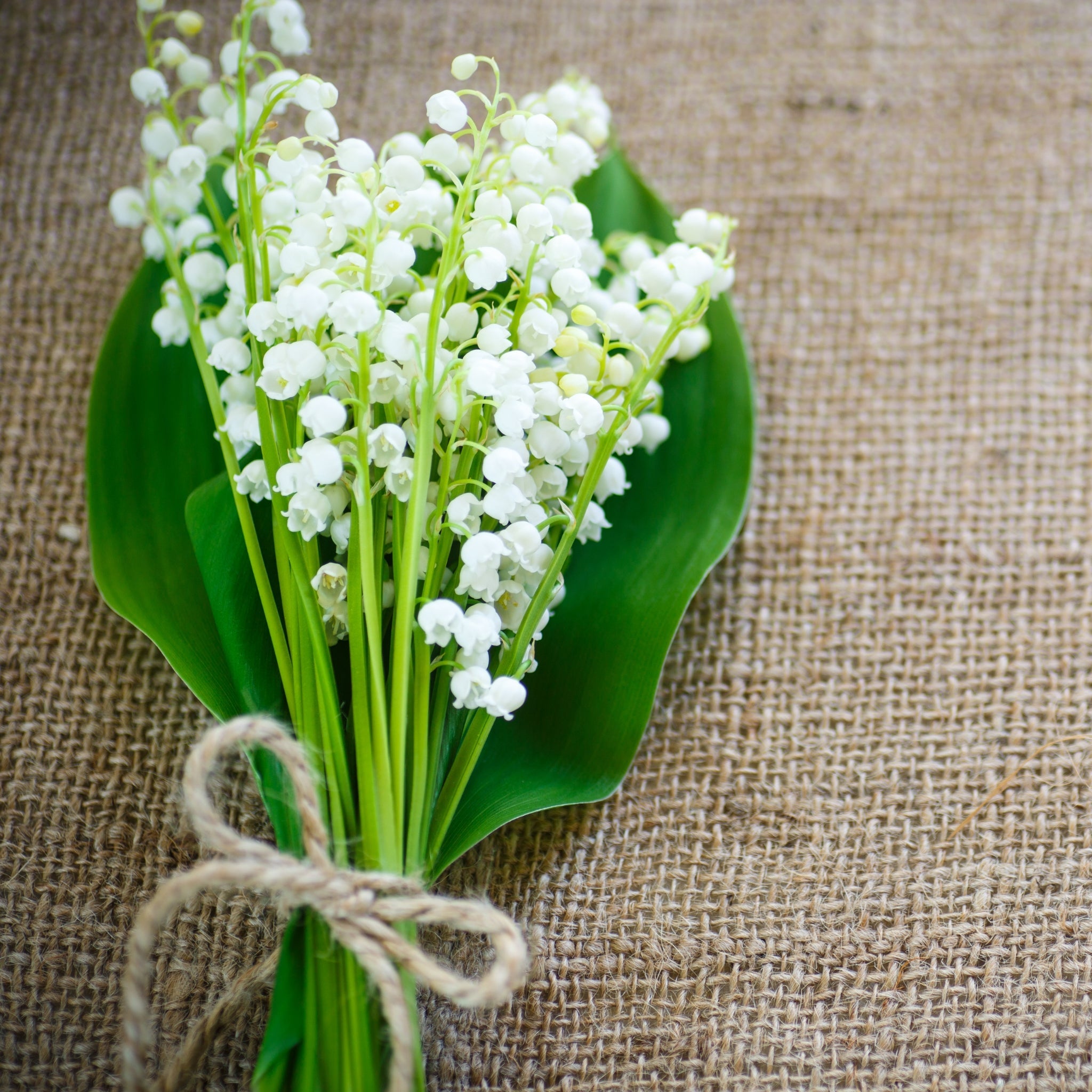 Lily of the Valley Fragrance Oil - Pure Essential Oil for Aromatherapy, Candles & Soap Making - Floral Scent for Home Diffusers & Relaxation