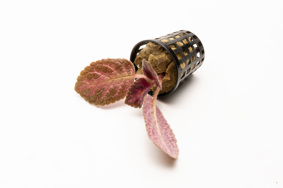 Episcia Cupreata - Stunning Copper Leaf Houseplant for Home & Office Decor | Perfect for Indoor Gardens, Terrariums & Gift Ideas