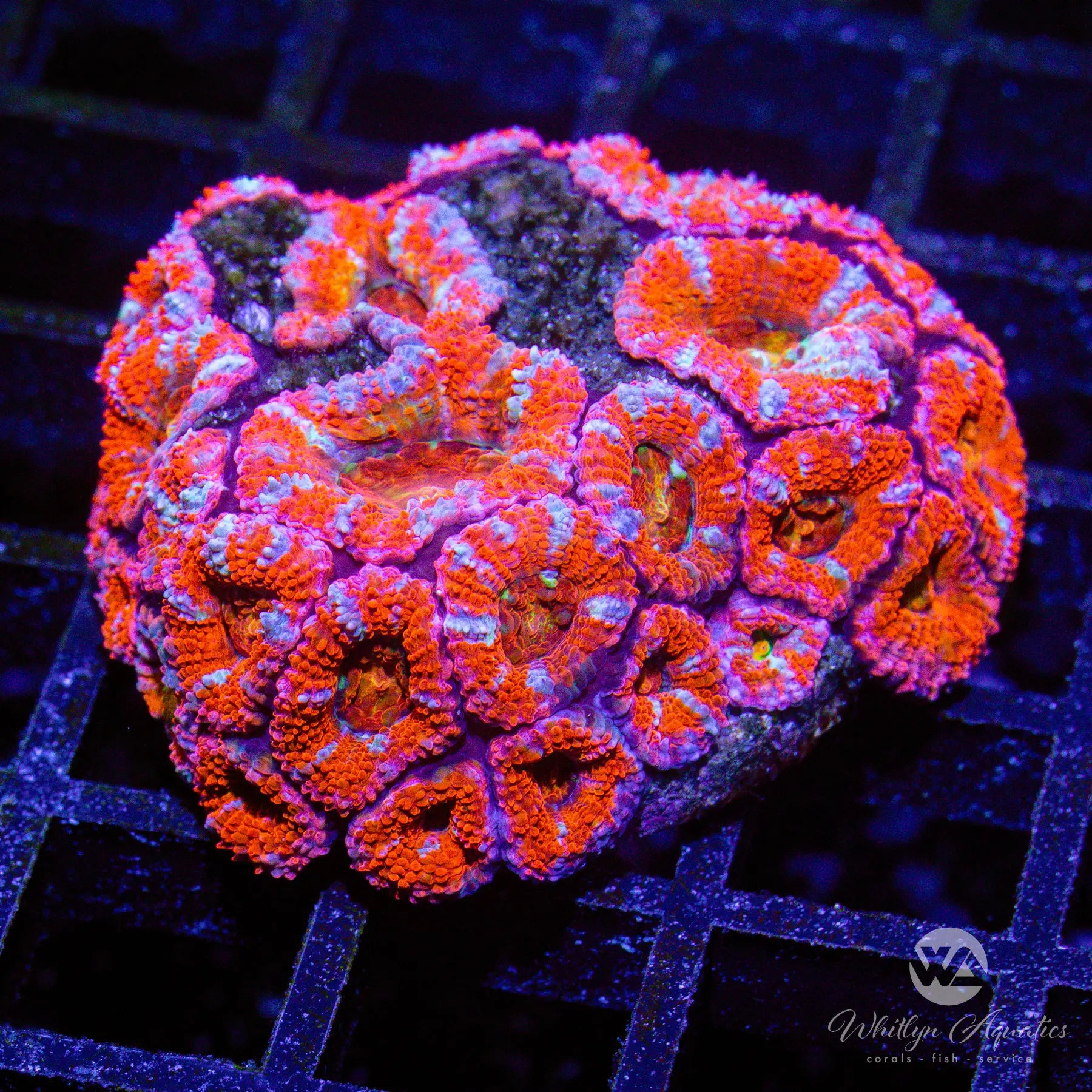 Premium I3 WA Big Red Acan Mini Colony Coral - WYSIWYG Live Coral for Saltwater Aquariums | Perfect for Reef Tanks, Coral Frag Displays & Marine Aquascaping