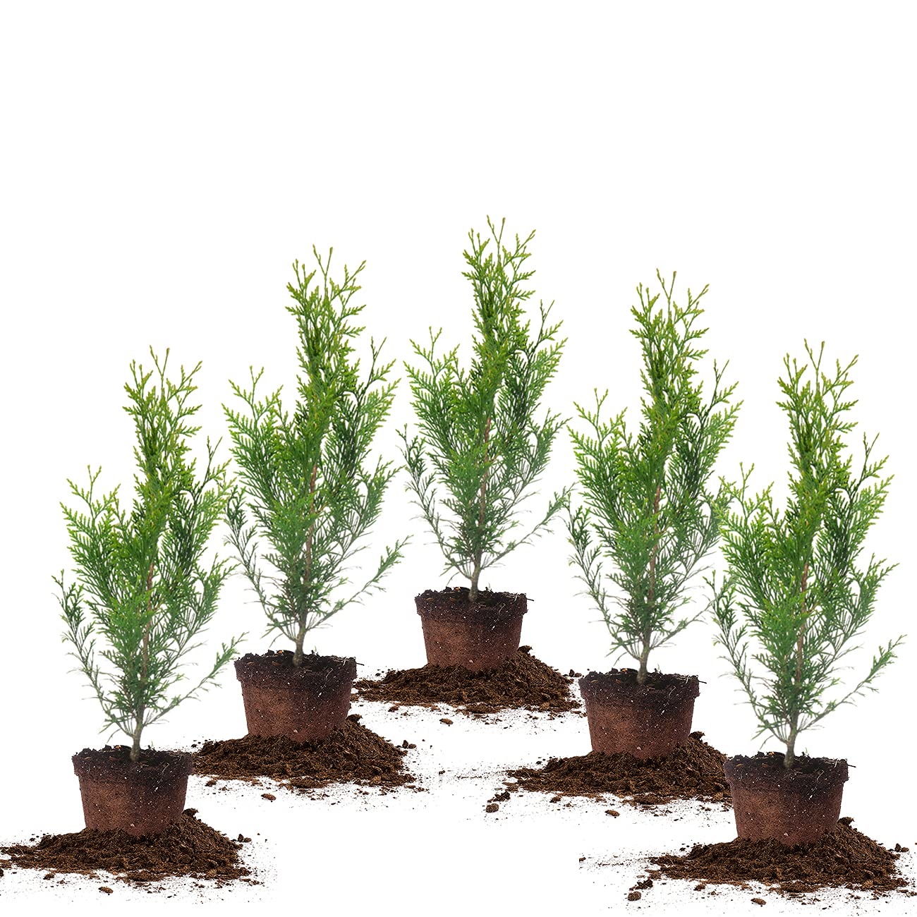 PERFECT PLANTS Thuja Green Giant 1 Gallon 5-Pack | Fast-Growing Privacy Hedge Evergreen Trees | Lush Green Foliage for Year-Round Screening | Ideal for Landscaping, Backyard Borders & Windbreaks