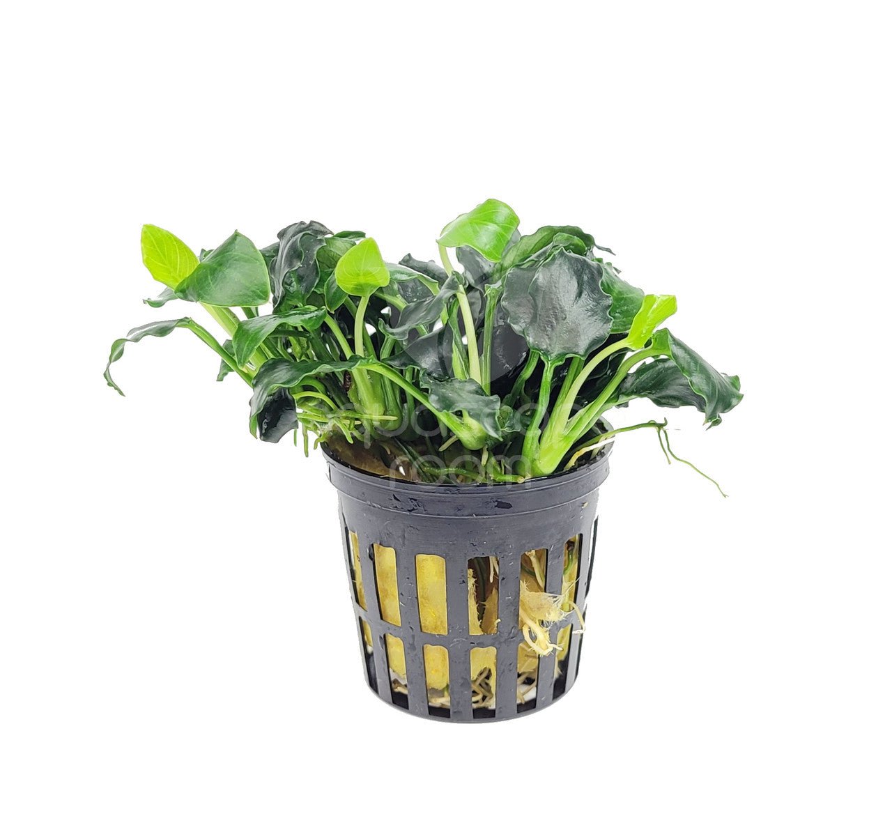 Dennerle Anubias Nana 'Mini Kirin' Live Aquarium Plant - Easy Low Light Aquatic Plant for Fish Tanks, Nano Tanks & Aquascaping