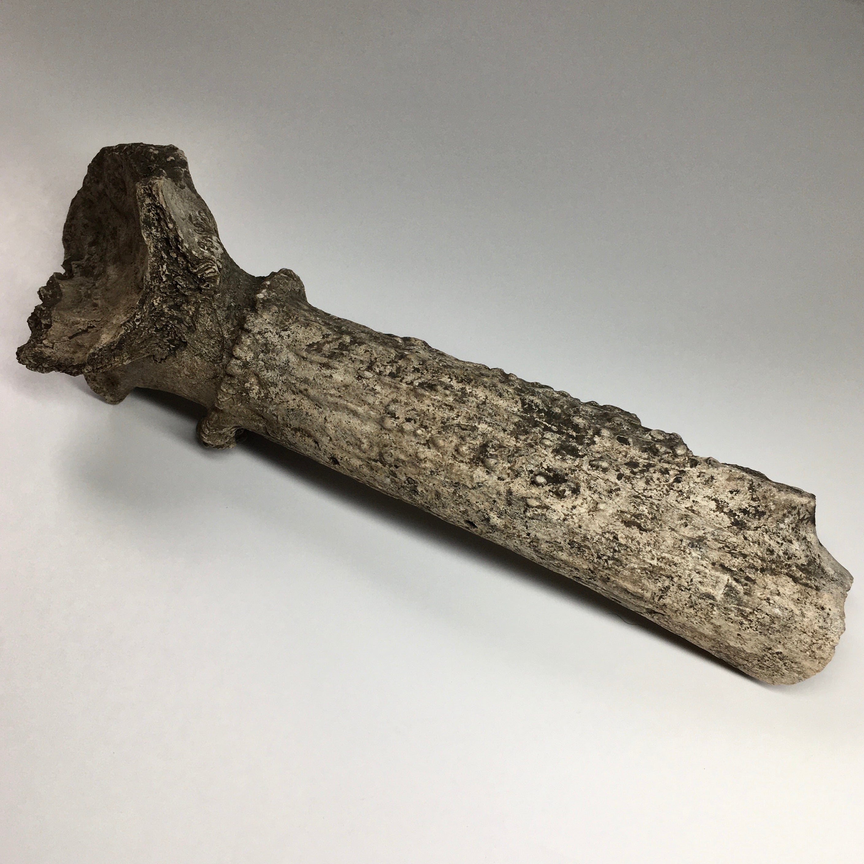 Fossilized Pleistocene Deer Antler - Authentic Ice Age Relic for Collectors, Home Decor & Educational Displays