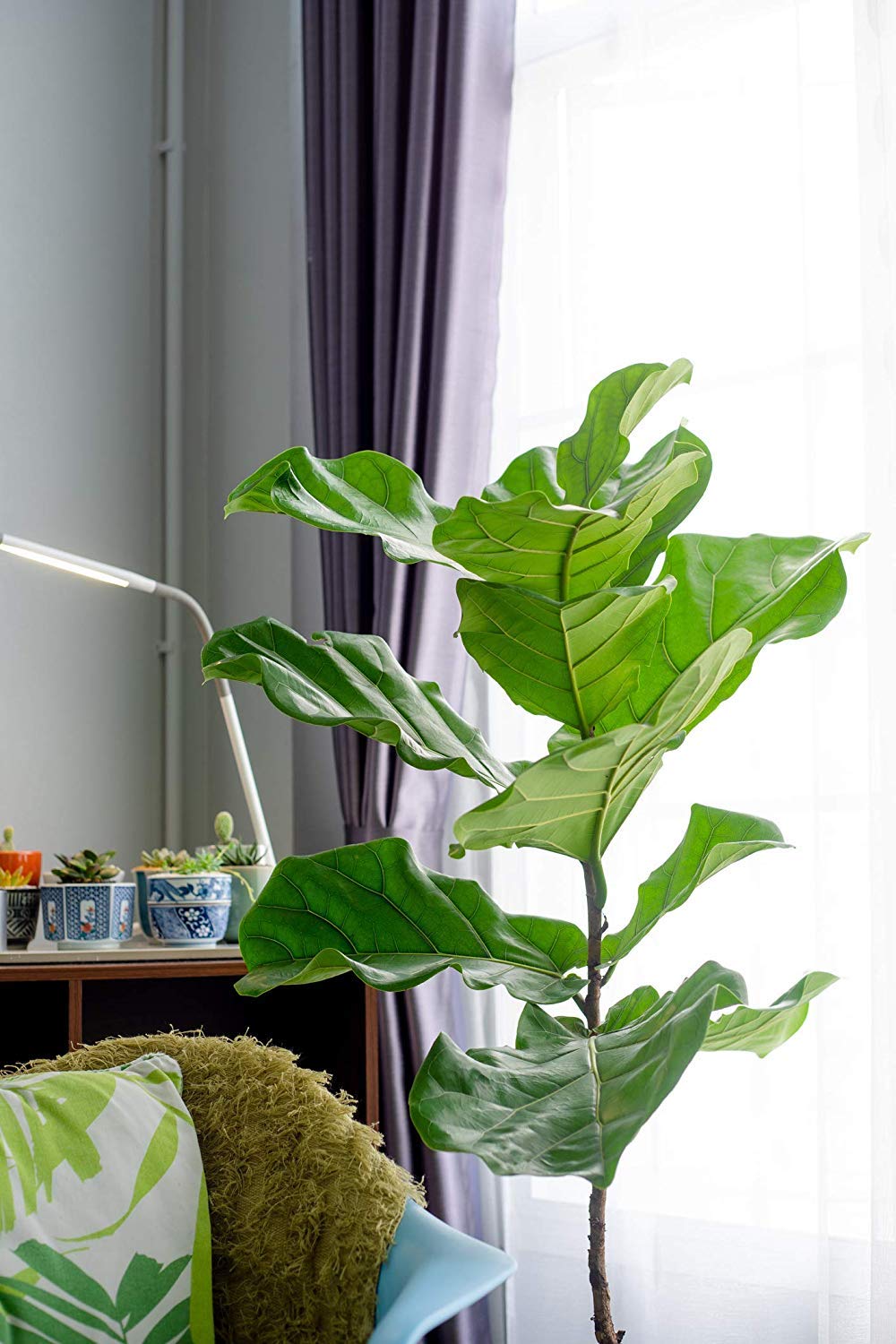 Fiddle Leaf Fig Tree Fertilizer Slow-Release Pellets - Ficus Lyrata Plant Food for Healthy Leaves & Strong Branches - Best Indoor Potted Tree Care Treatment by Aquatic Arts - Perfect for Living Room, Office & Home Decor Plants