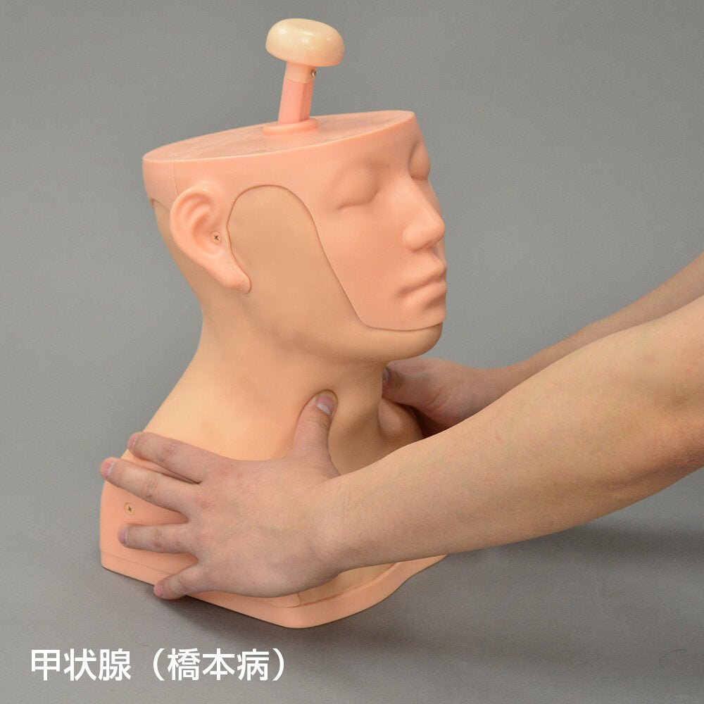 Professional Head and Neck Palpation Trainer - Medical Training Model for Physical Therapy & Chiropractic Practice - Perfect for Anatomy Study & Clinical Skill Development