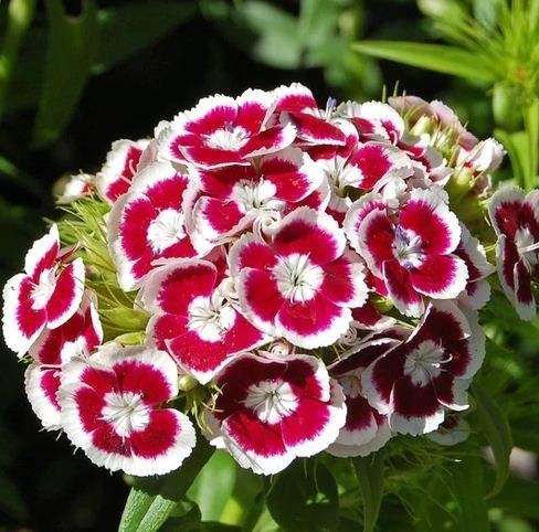 Sweet William Dianthus Bare Root Plants (50 Pack) - Fragrant Perennial Flowers for Garden Beds, Borders & Cut Flower Arrangements