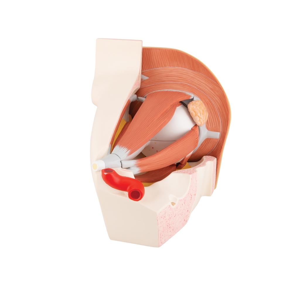 5X Enlarged Human Eye Anatomy Model - 12-Part Giant Eye Structure for Medical Students & Science Education | Perfect for Classrooms, Labs & Study