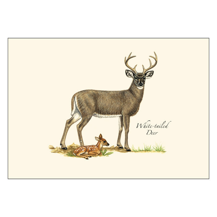 Premium Mammals Notecard Set - Wild Animal Themed Greeting Cards for Birthdays, Thank You Notes & Special Occasions