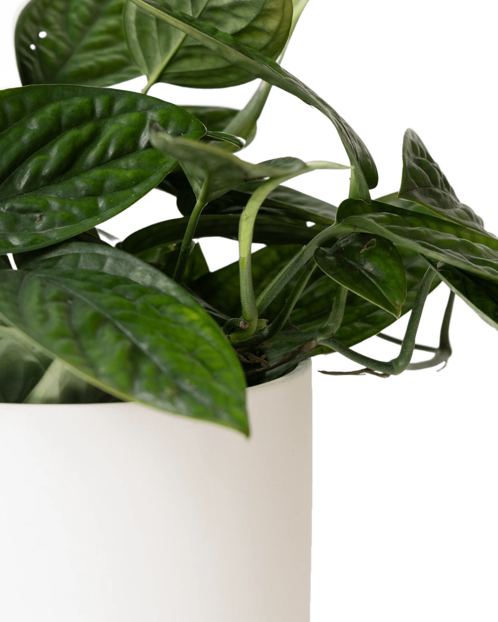 Modern Ceramic Indoor Plant Pot with Saucer - Elegant Dojo Porcelain Planter for Home, Office & Garden Decor - Perfect for Succulents, Herbs & Small Plants