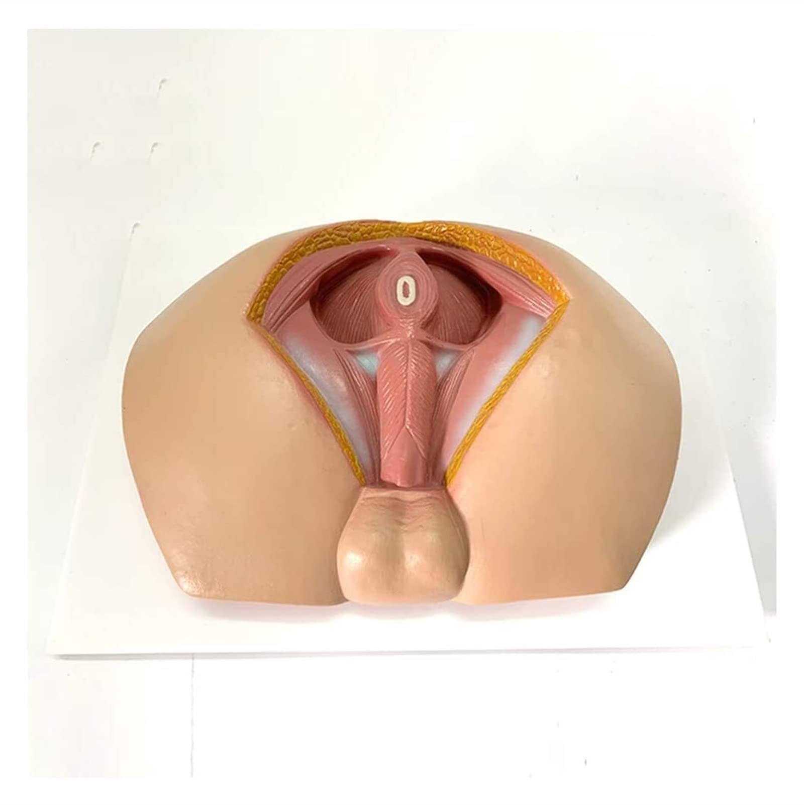 Removable Medical Anatomical Perineum Vascular Nerve Pelvic Floor Muscle Model - Male Perineum Teaching Aid for Medical Students, Doctors & Anatomy Study - Perfect for Classroom Demonstration, Clinical Training & Patient Education (12