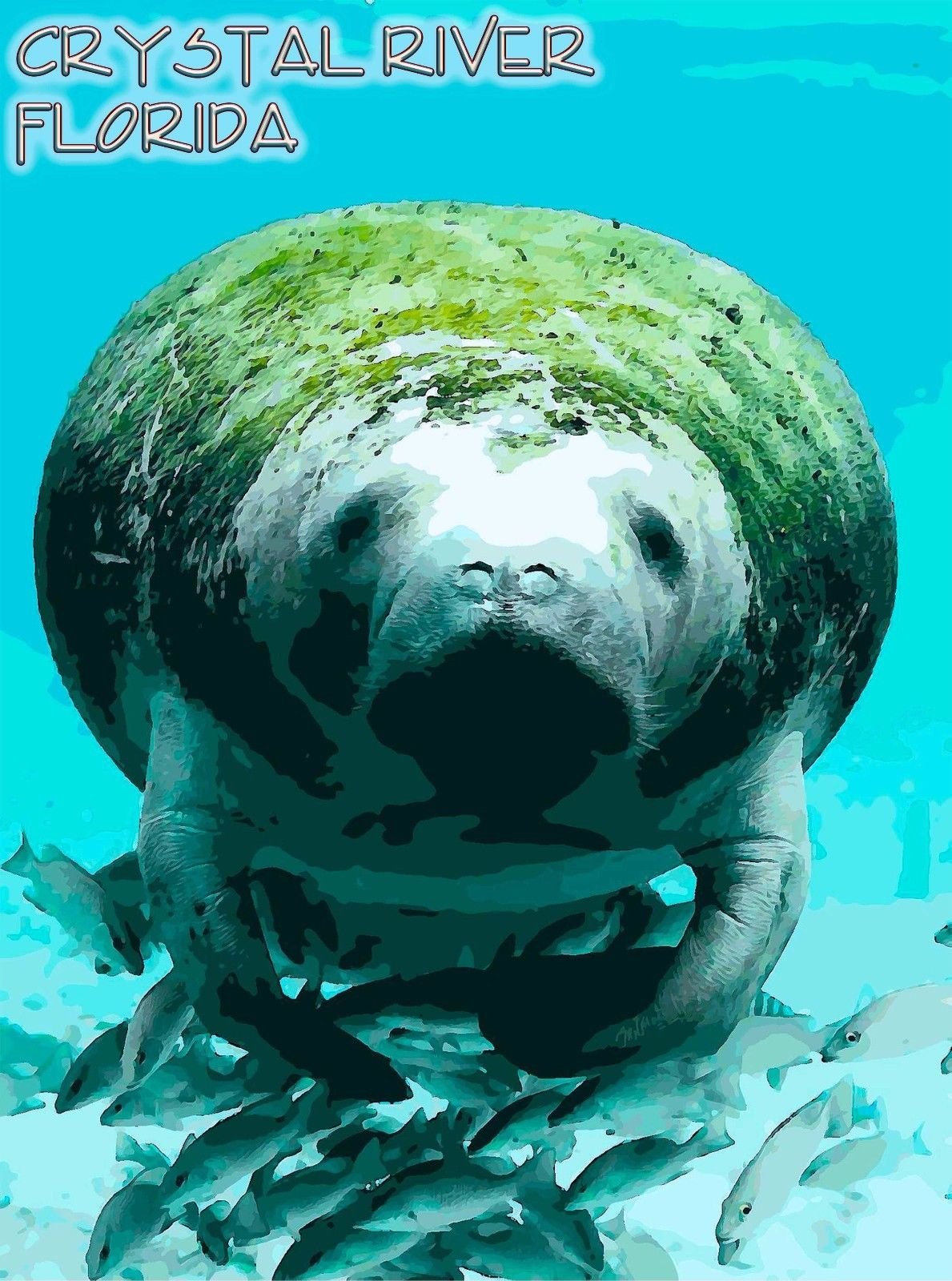 Florida Manatee Crystal River Travel Souvenir Fridge Magnet - Perfect for Refrigerators, Lockers & Office Decor
