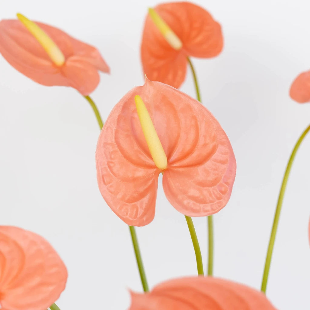 Anthurium Peach Tropical Flower - Exotic Live Plant for Home & Office Decor - Perfect for Indoor Gardens, Wedding Centerpieces, and Gift Ideas