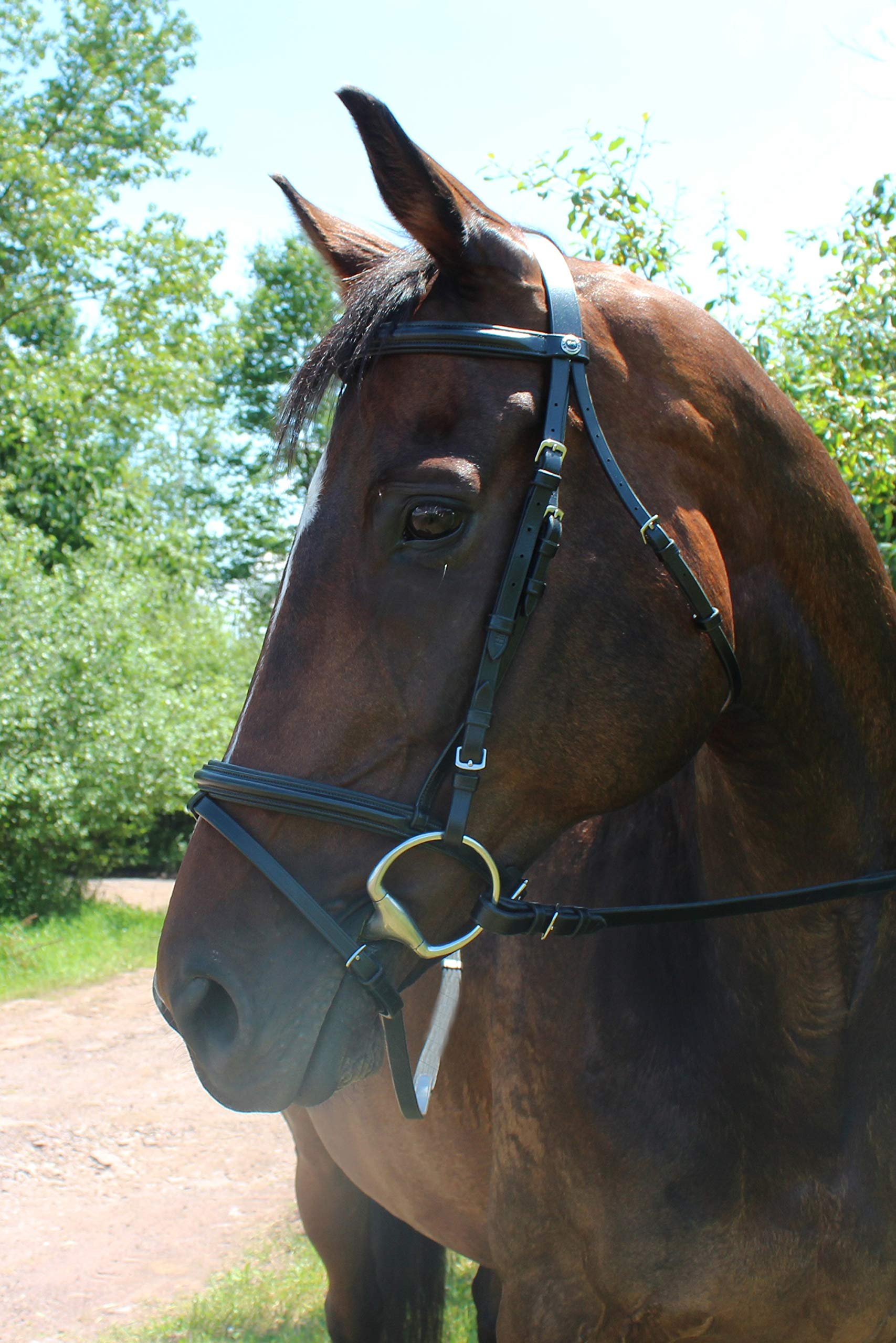 Henri de Rivel Padded Dressage Bridle with Flash & Web Reins - Premium Equestrian Gear for Dressage Training & Horse Riding Competitions