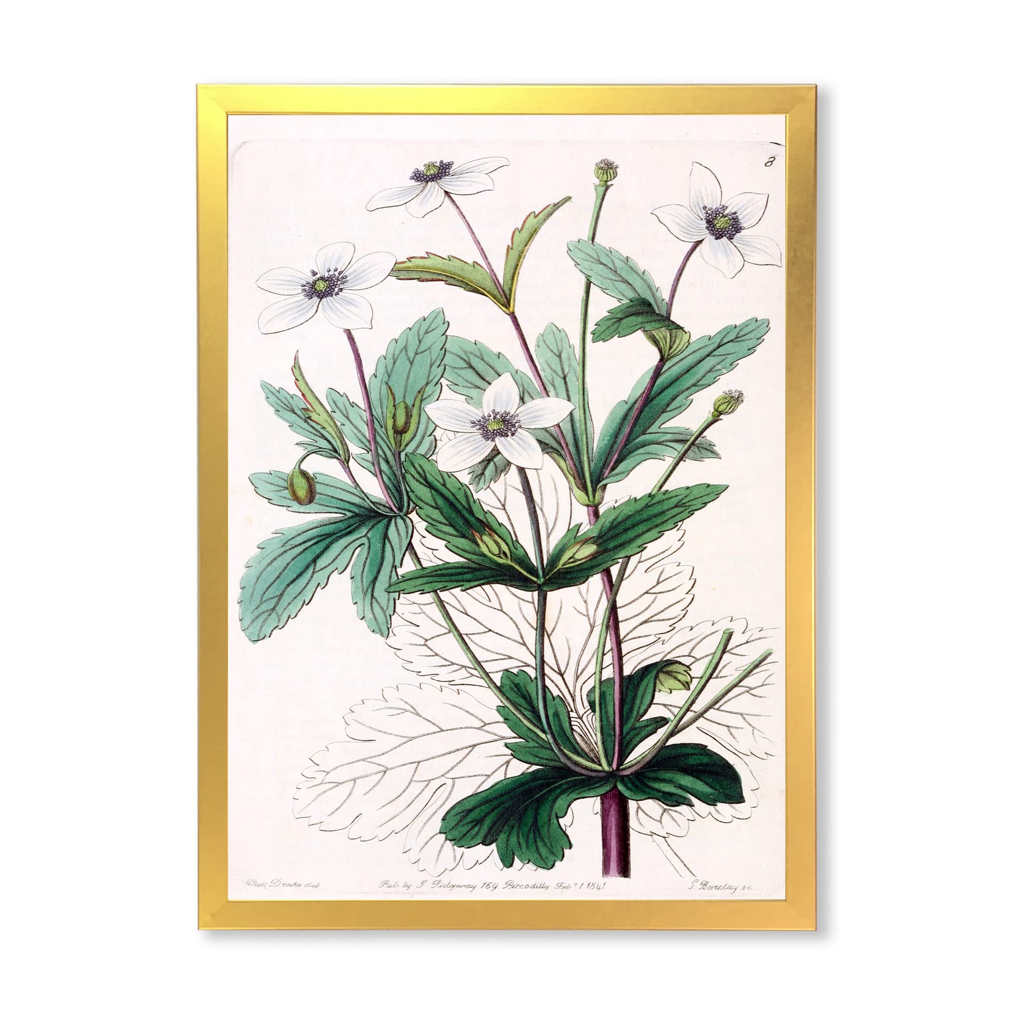 Vintage Plant Life XXI Traditional Framed Wall Art - Botanical Home Decor for Living Room, Bedroom & Office | Ready to Hang Canvas Painting