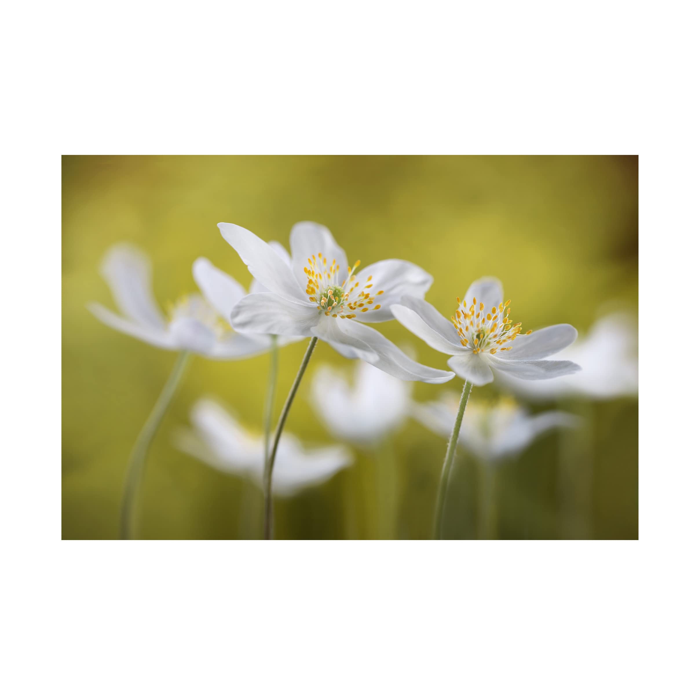 Trademark Fine Art 'Wood Anemones' Canvas Wall Art by Mandy Disher - Floral Home Decor for Living Room, Bedroom & Office