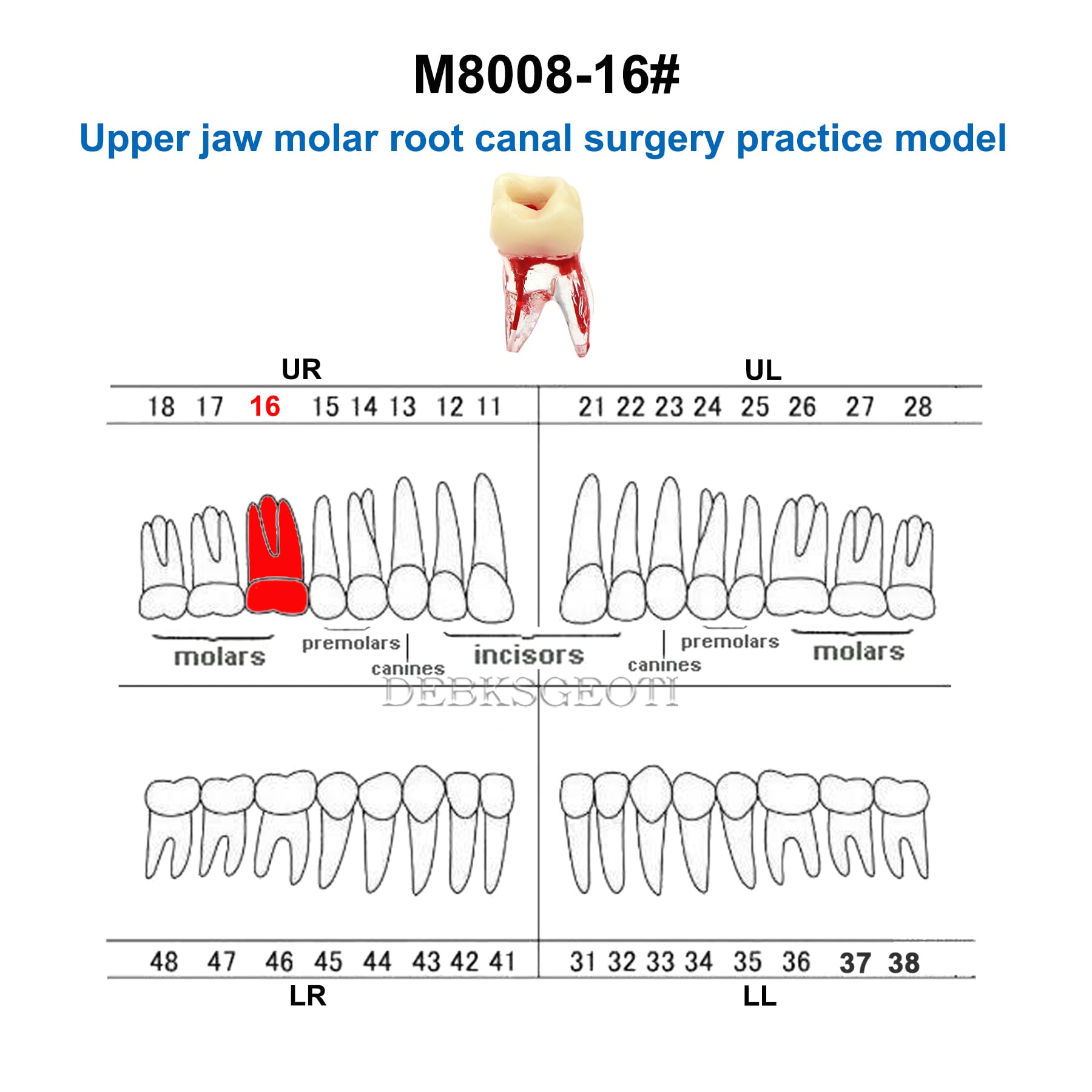 10Pcs Dental Root Canal Practice Teeth Model - 1:1 Typodont Standard M8008 for Endodontic Training, Study & Teaching | Perfect for Dental Students, Professionals & Classroom Demonstrations