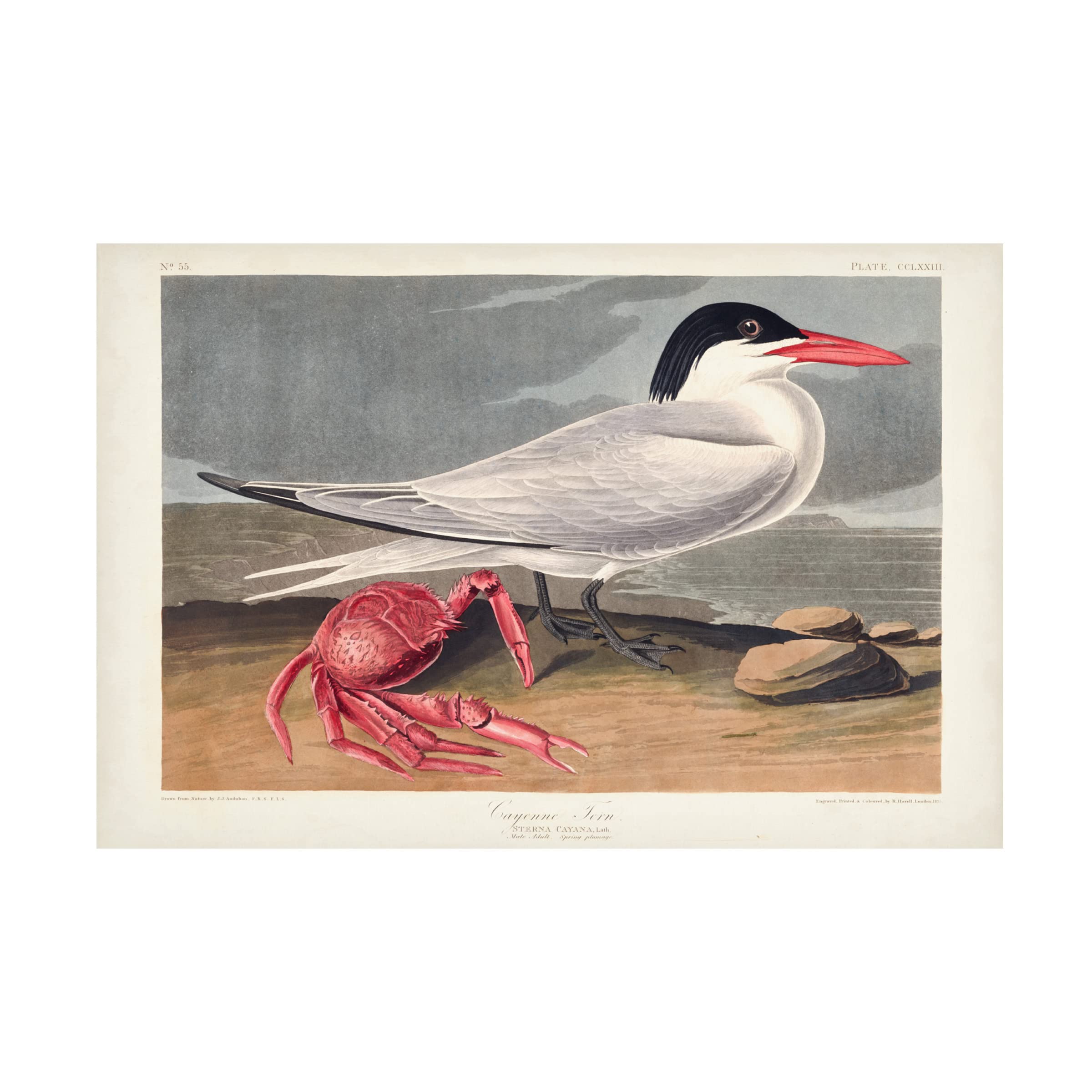 John James Audubon 'Cyenne Tern' Canvas Art Print - 16x24 Inch Wildlife Bird Painting - Premium Trademark Fine Art for Living Room, Office & Home Decor