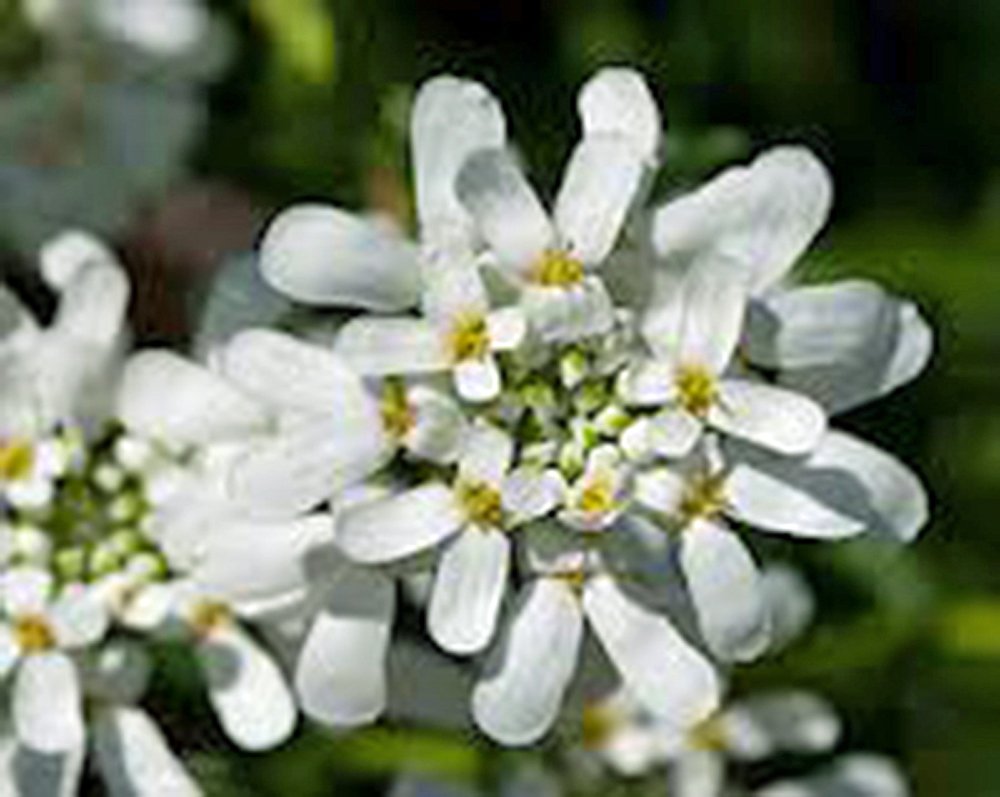 Candytuft Tall Mix Seeds - 100 Count - Beautiful Pink, Lavender & White Flower Seeds for Garden, Borders & Cut Flower Arrangements
