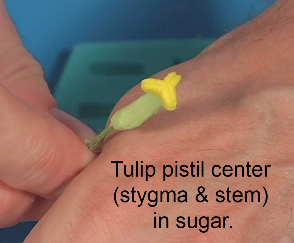 Premium Tulip Center Maker Silicone Mold by WSA - DIY Floral Cake Decorating, Chocolate Molds, Resin Crafts - Perfect for Weddings, Birthdays & Home Baking Projects