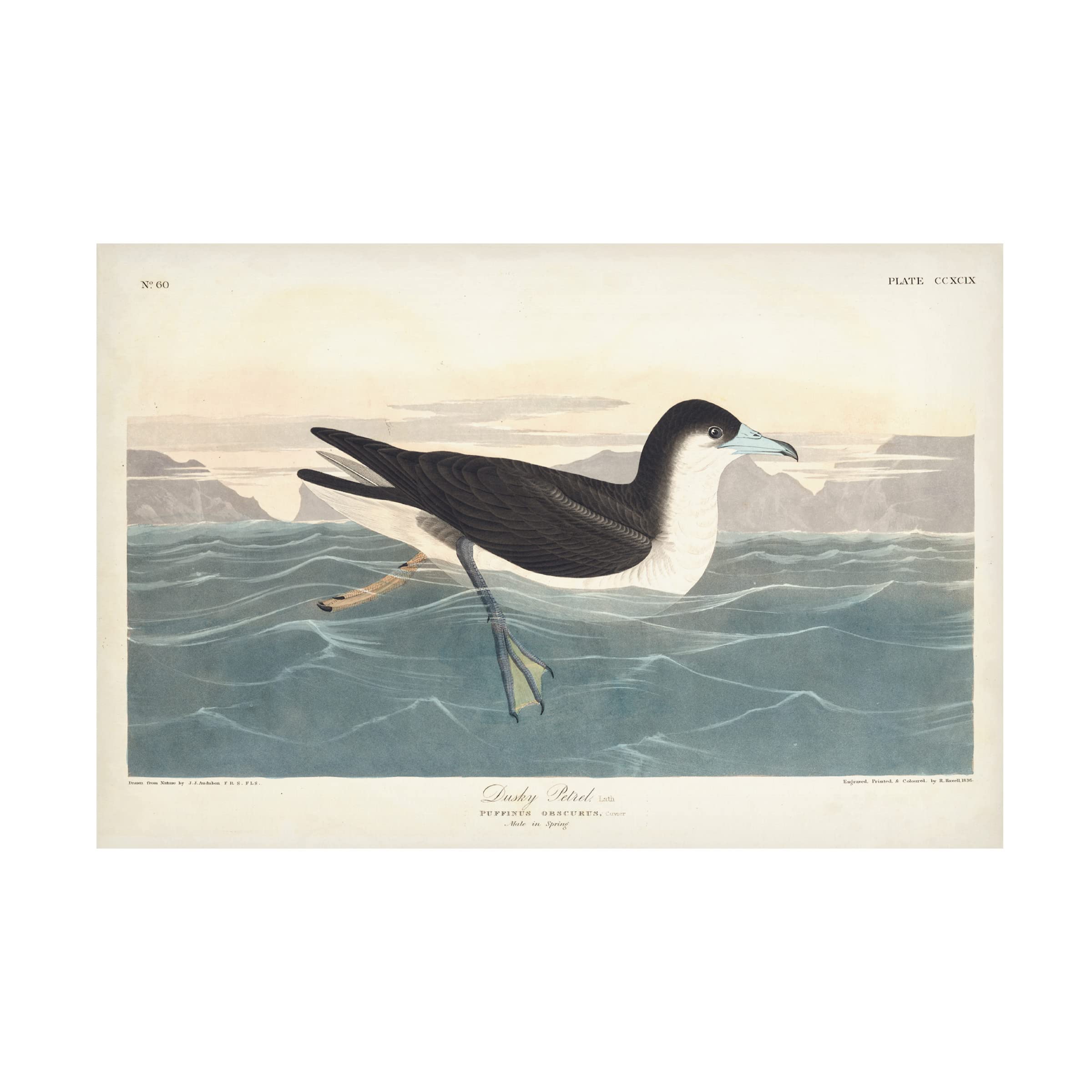 John James Audubon 'Dusky Petrel' Canvas Art Print - 22x32 Inches - Premium Wall Decor for Living Room, Bedroom & Office - Trademark Fine Art Collection