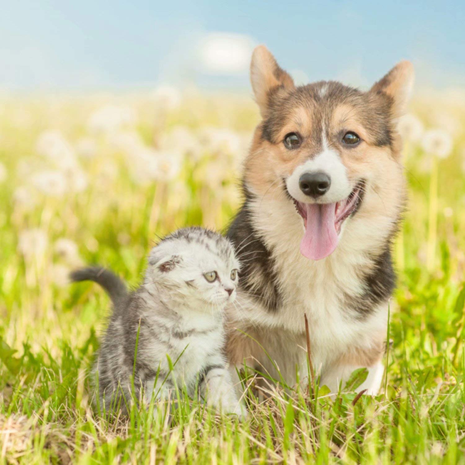 Ultra Soft Microfiber Welsh Corgi Puppy & Tiny Kitten 3-Piece Bedding Set - King Size Duvet Cover + 2 Pillow Shams | Lightweight Quilt Cover for Men & Women | Perfect for Cozy Bedroom Decor & Pet Lover Gifts