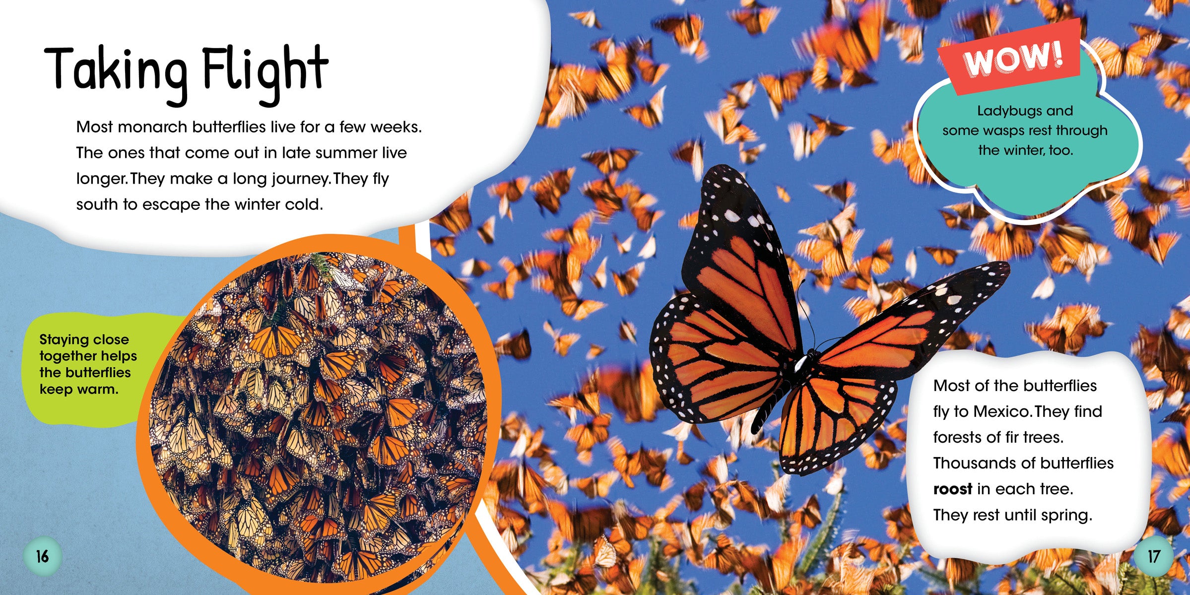Butterfly Life Cycle Kit - Educational Science Toy for Kids - Perfect for Classroom, Homeschooling & Nature Exploration Activities