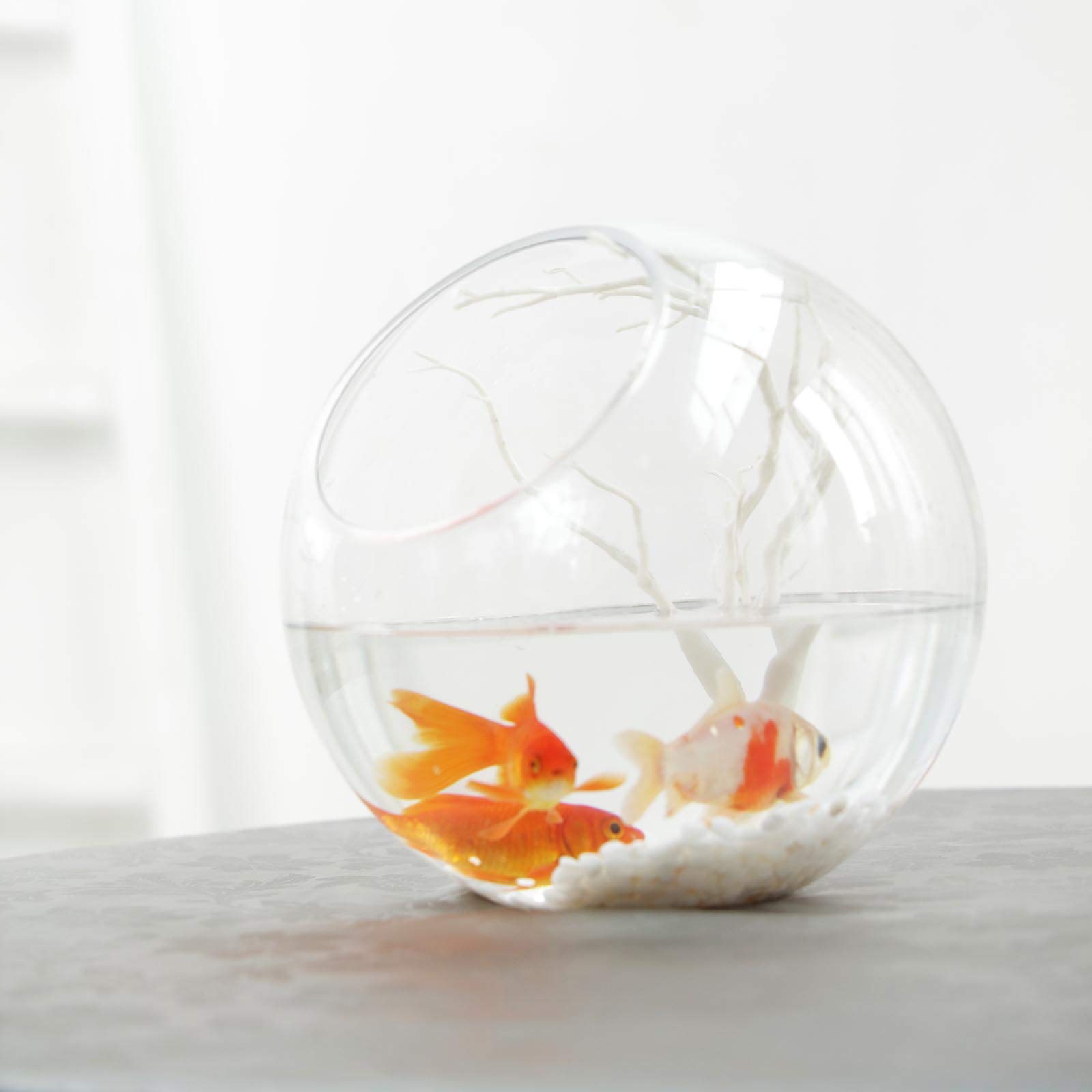9-Inch Tall Slanted Clear Glass Vase Terrarium for Wedding Centerpieces, Party Decor, Home & Event Decorations - Perfect for Floral Arrangements, Succulent Displays, and Tabletop Decor