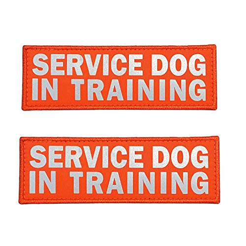 SERVICE DOG IN TRAINING