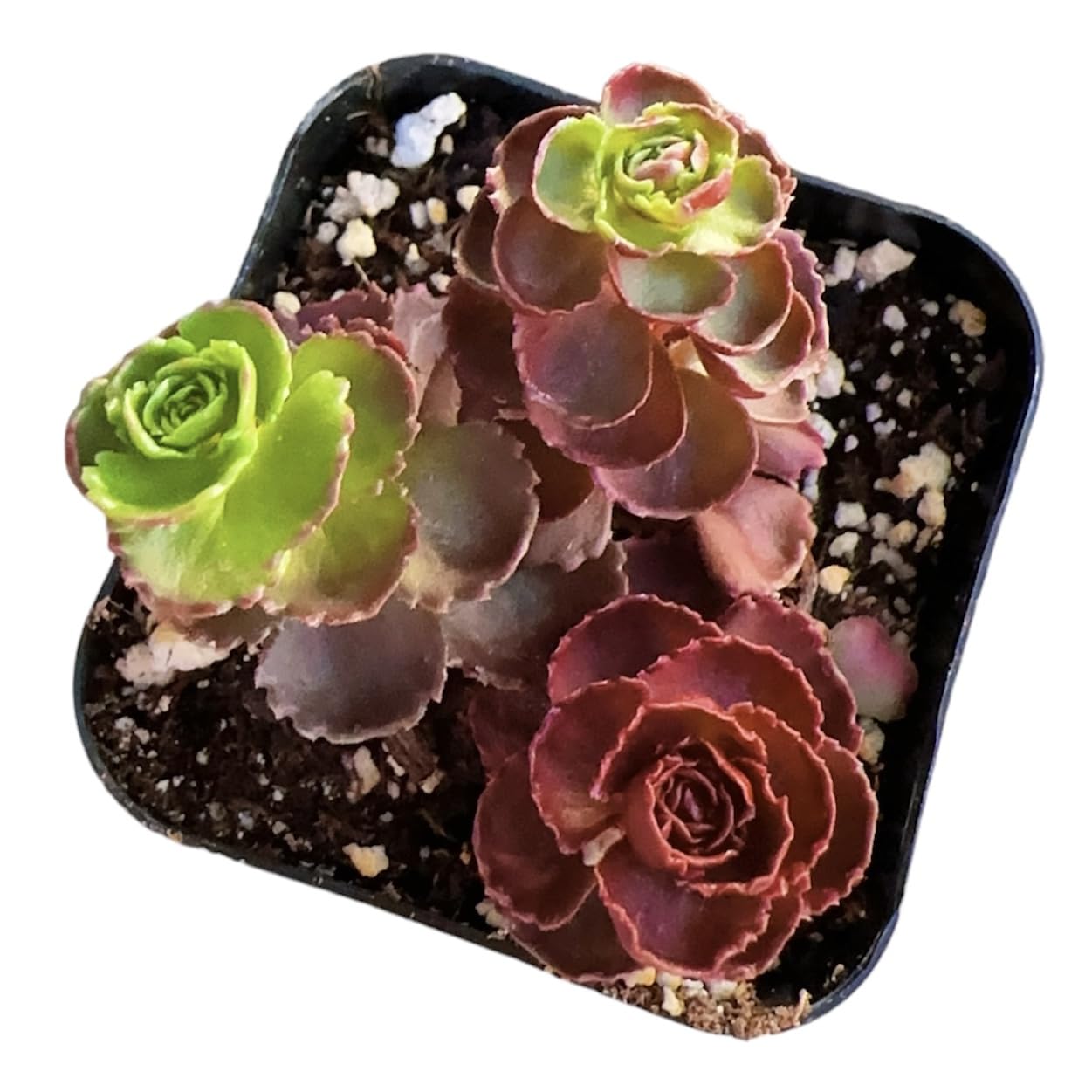 Sedum Spurium Dragon’s Blood Live Succulent Plants - 2 Inch Potted Cactus for Home Decor, Office Desk & Garden Landscaping