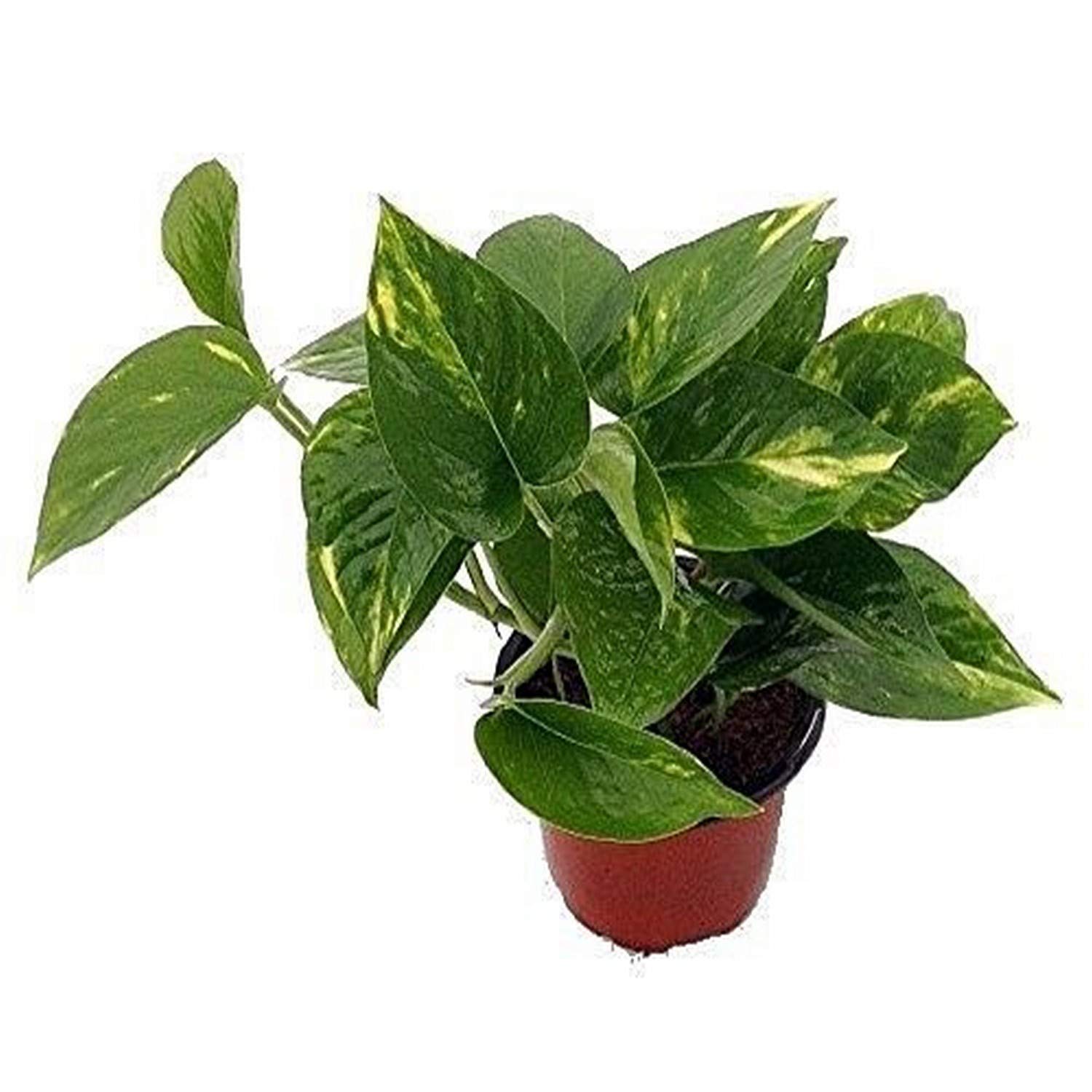 9GreenBox Golden Devil's Ivy Pothos Epipremnum - 4 Inch Live Indoor Plant in Pot - Easy to Grow Air Purifying Houseplant for Home Office Desk Decor - Attracts Luck & Good Fortune - Non-GMO USA Grown - Perfect for Living Room, Bedroom, or Gift