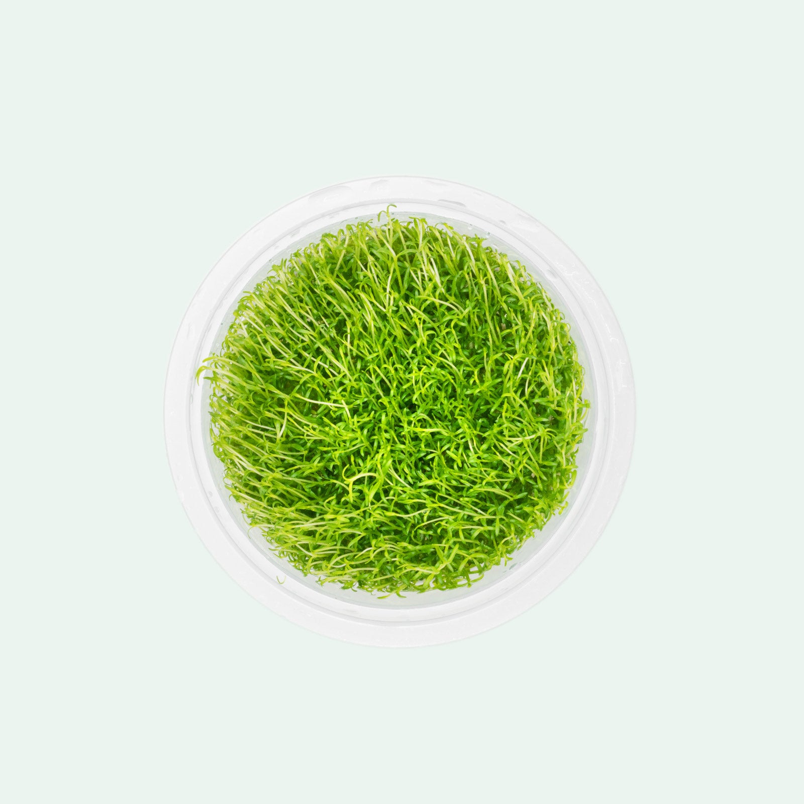 Microcarpaea Minima Merrill - Live Aquatic Plant for Aquariums | Perfect for Nano Tanks, Shrimp Tanks & Aquascaping | Easy Care & Fast Growth