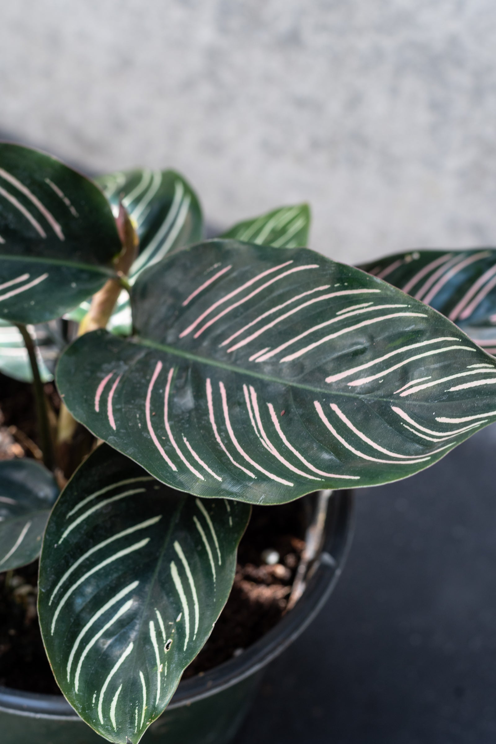 Calathea Ornata Pinstripe Plant - 6 Inch Indoor Houseplant for Home & Office Decor | Perfect for Living Rooms, Bedrooms, and Workspaces