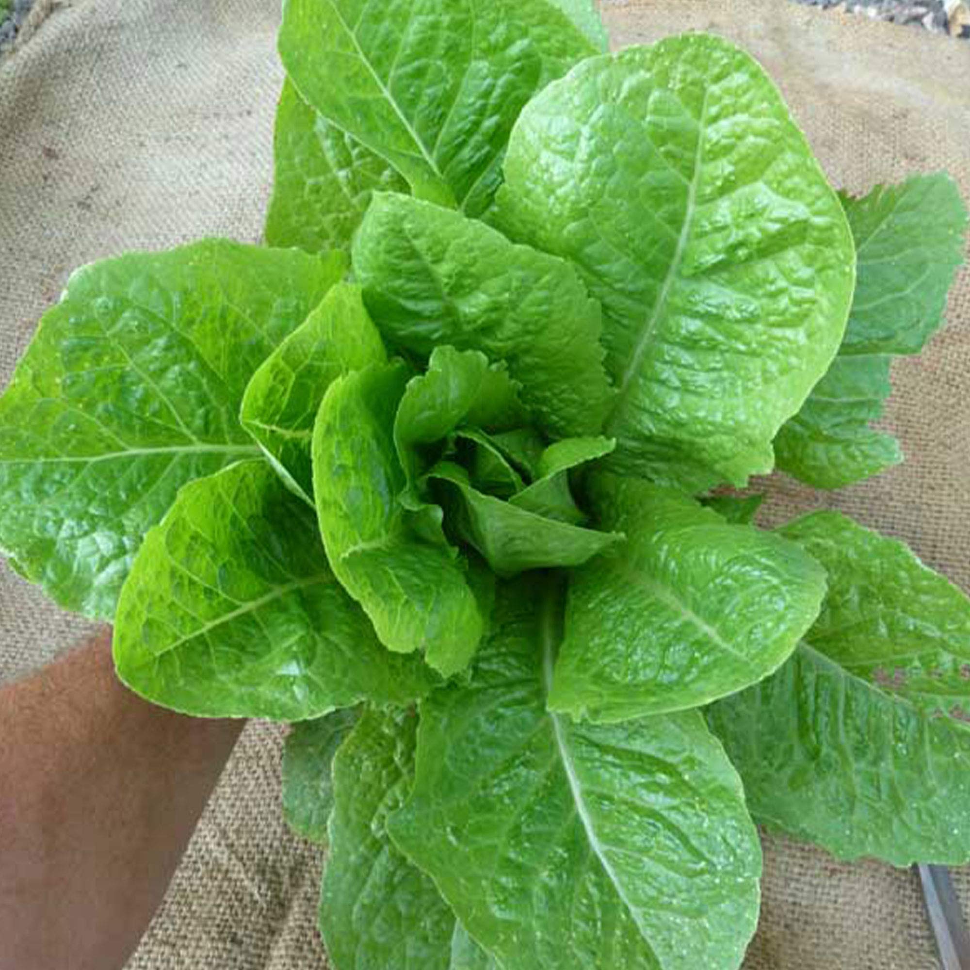 Organic Jericho Lettuce Seeds - 300 Non-GMO Heirloom Seeds for Home Vegetable Gardening