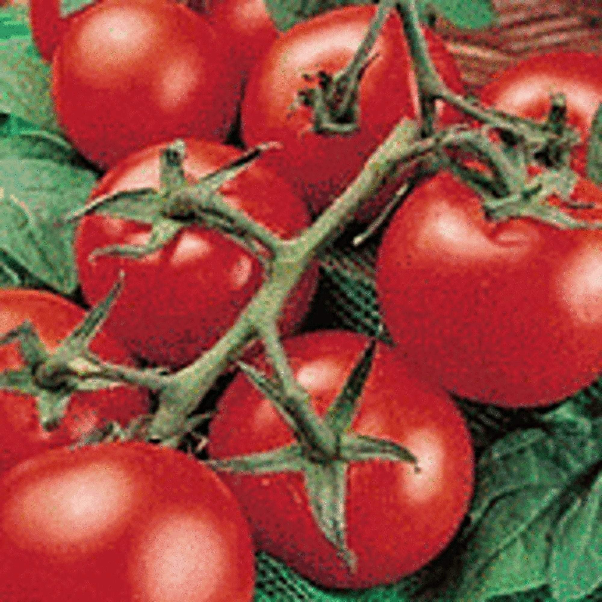 Non-GMO Heirloom Porter Improved Tomato Seeds (25+ Seeds) - High Yield Vegetable Garden Seeds for Home Planting, Canning & Fresh Salads | Seed King Express