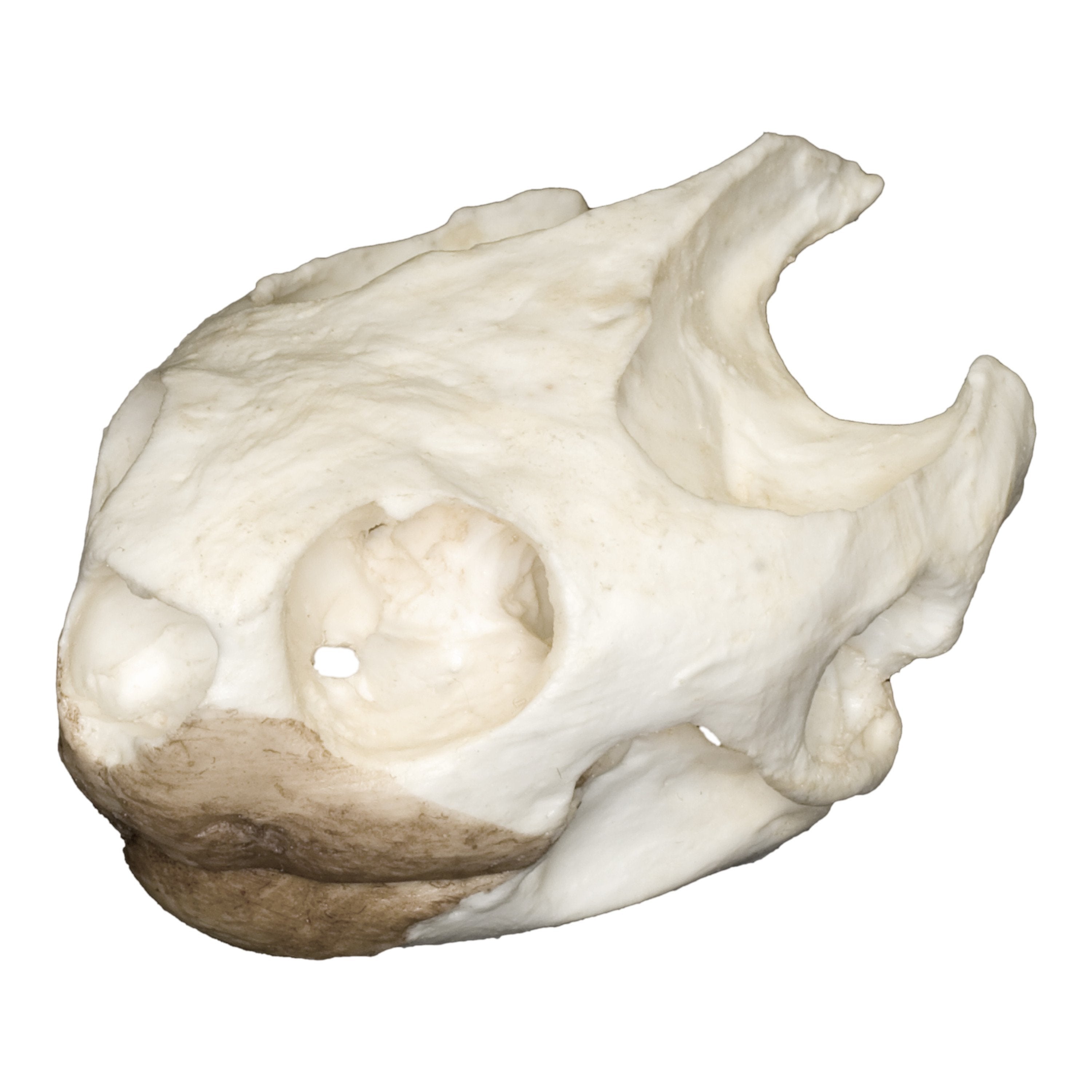 Realistic Replica Pond Turtle Skull - Lifelike Turtle Skull Model for Science Education, Home Decor, and Halloween Props - Perfect for Biology Classrooms, Gothic Collections, and Spooky Party Decorations