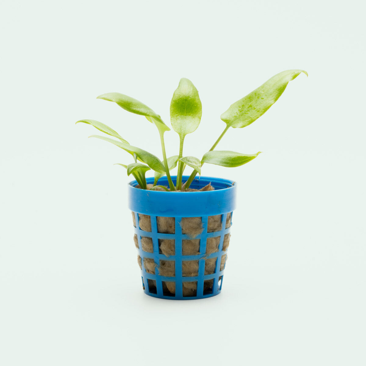 Cryptocoryne Dewitii Live Aquarium Plant - Easy Low Light Aquatic Plant for Fish Tanks, Ponds & Aquascaping | Perfect for Beginners & Natural Aquarium Decor