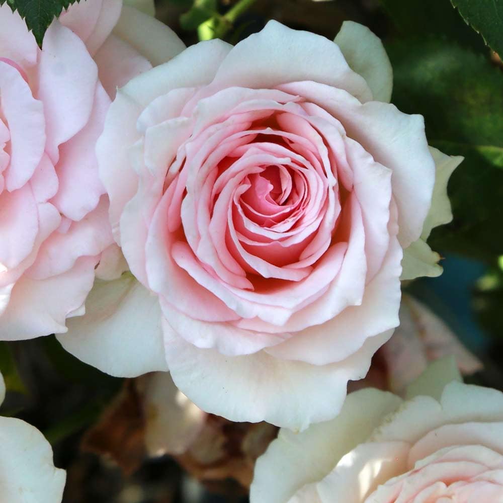 Heirloom Roses Pink Hawkeye Belle Rose Bush - Hardy Live Outdoor Plant for Garden, Landscaping & Home Decor | Perfect for Planting in Flower Beds, Borders & Containers