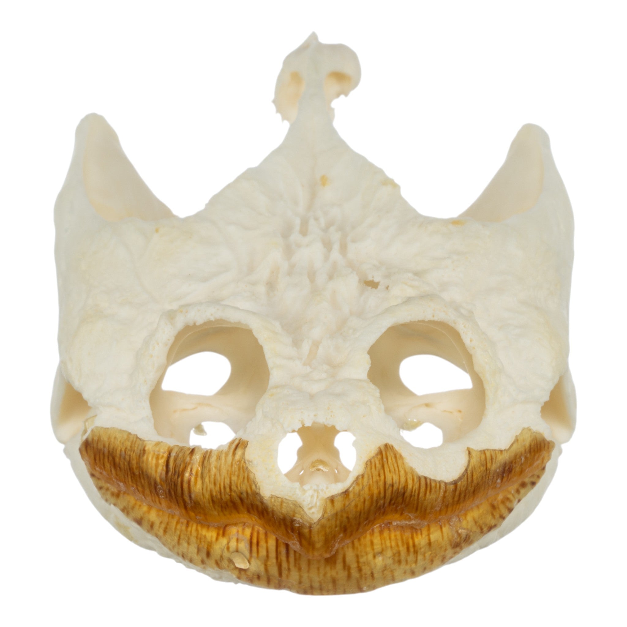 Authentic Large Snapping Turtle Skull with Pathology - Real Animal Skull Specimen for Science Education, Taxidermy & Oddity Collections